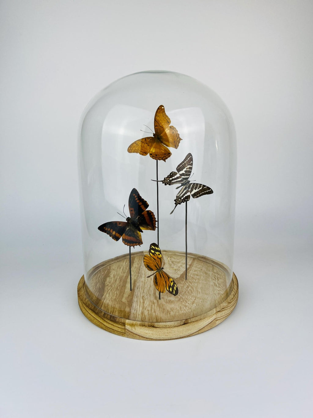 Vindula Erota, Graphium Aristeus, Charaxes Lucretius und Tithorea Harmonia in einer Glasglocke von KEY LIME STORE