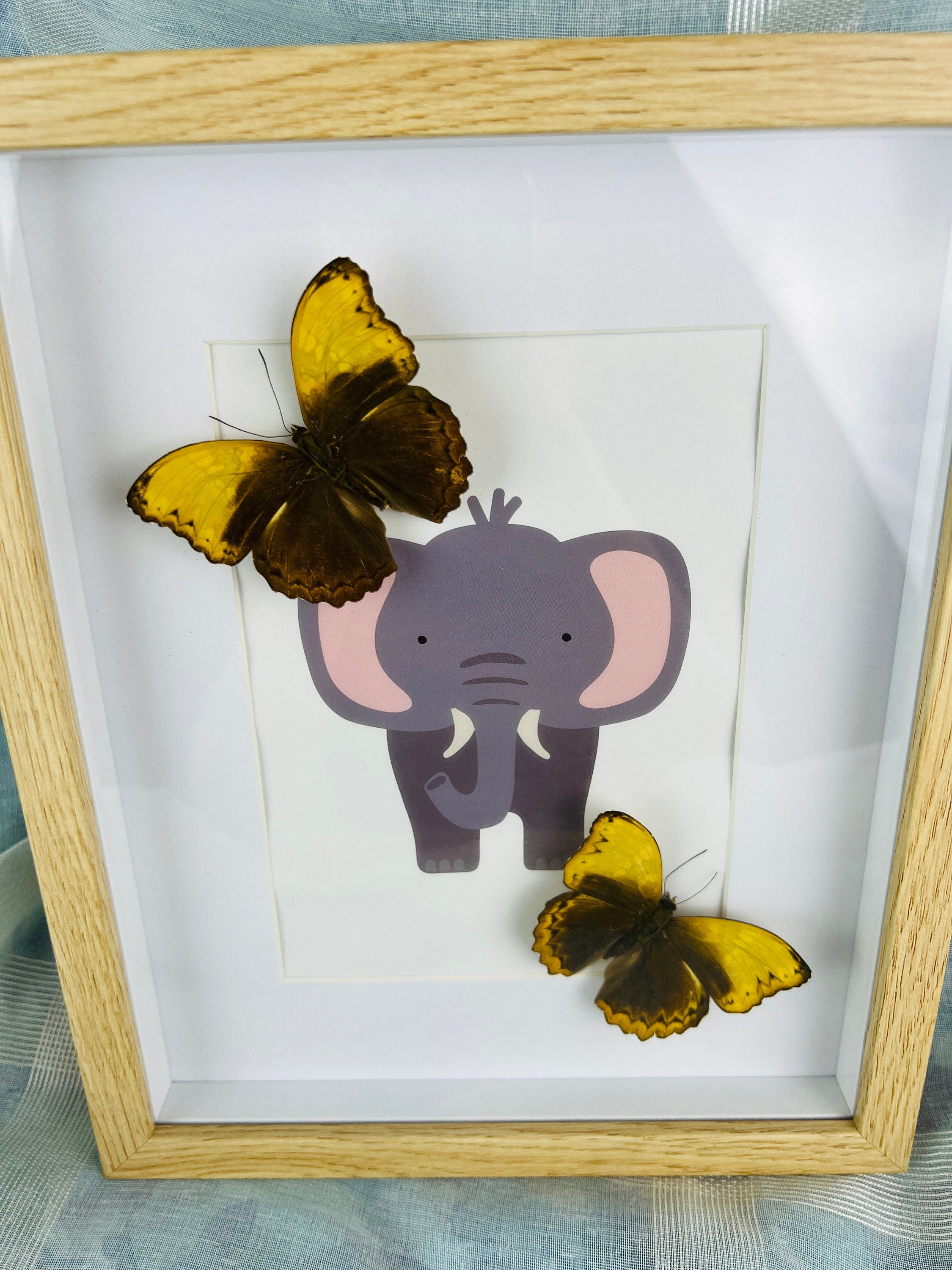 Cymothoe Haynac op print in lijst