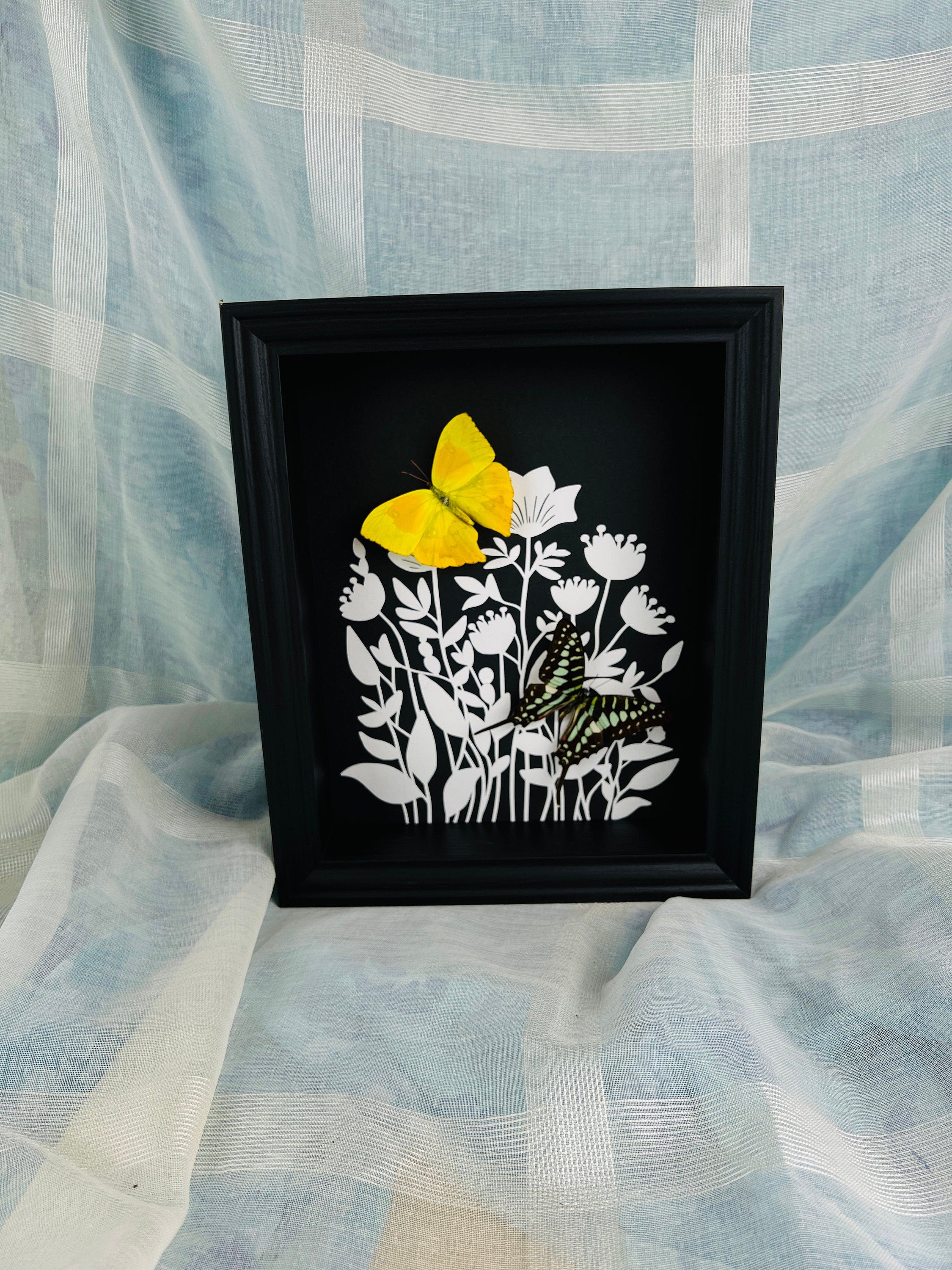 Phoebis Rurina en Graphium Antheus met print in lijst