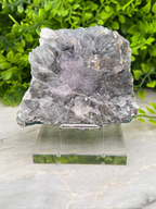 a piece of gray crystal or rock placed on a clear glass stand, surrounded by greenery.