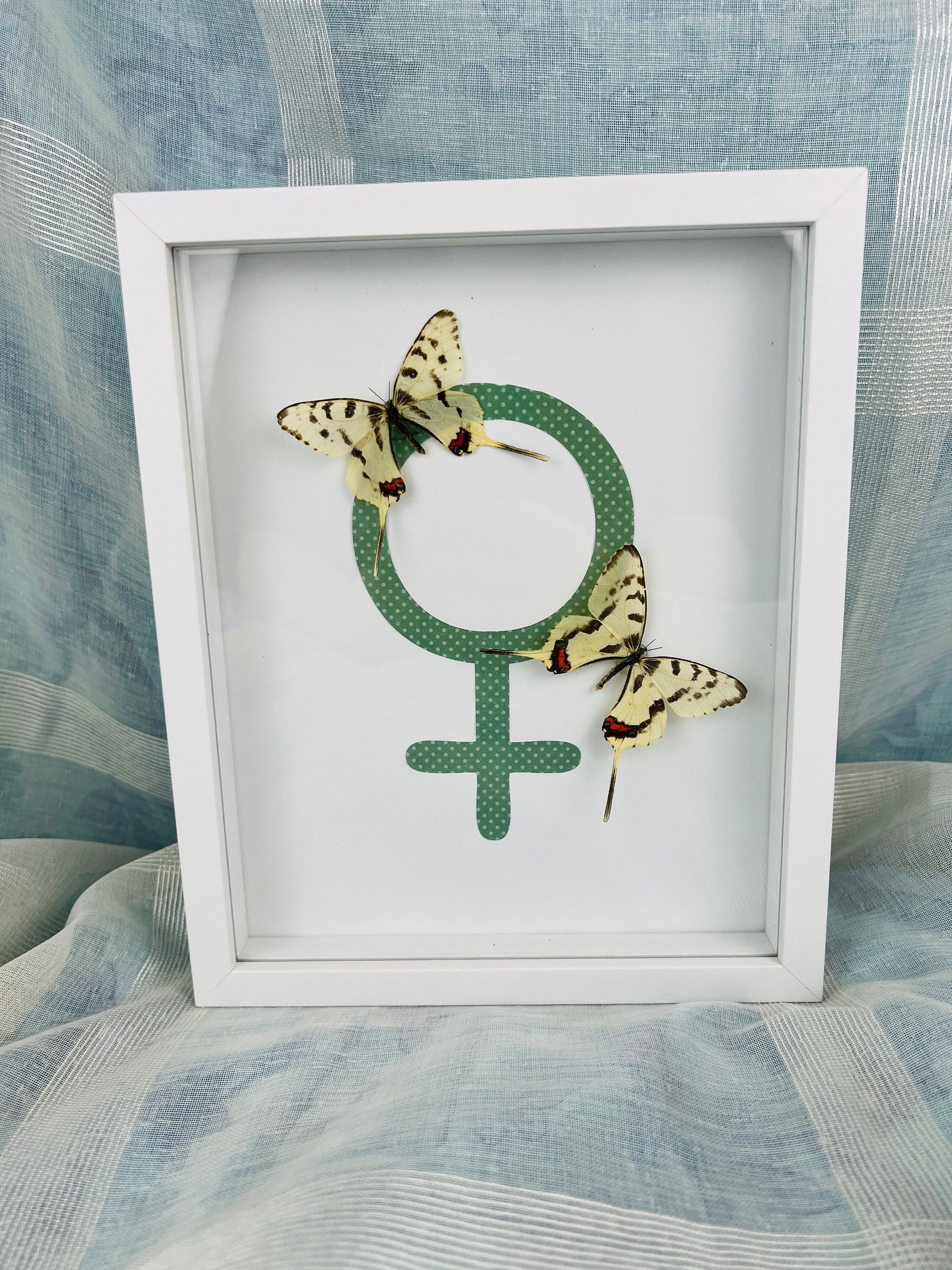 Sericinus Montela op venussymbool in lijst