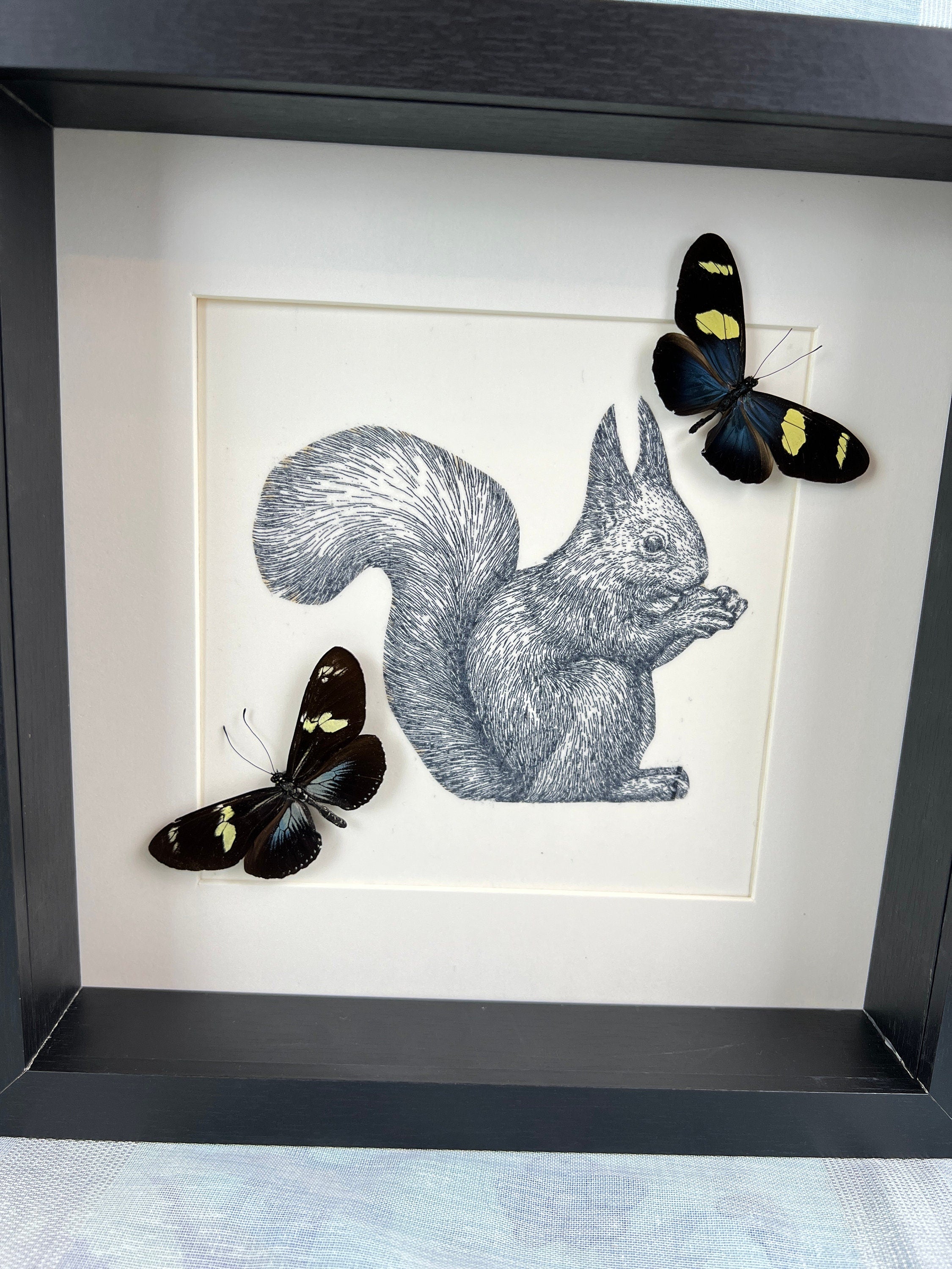 Blauer Heliconius auf Eichhörnchenmuster in einem Rahmen