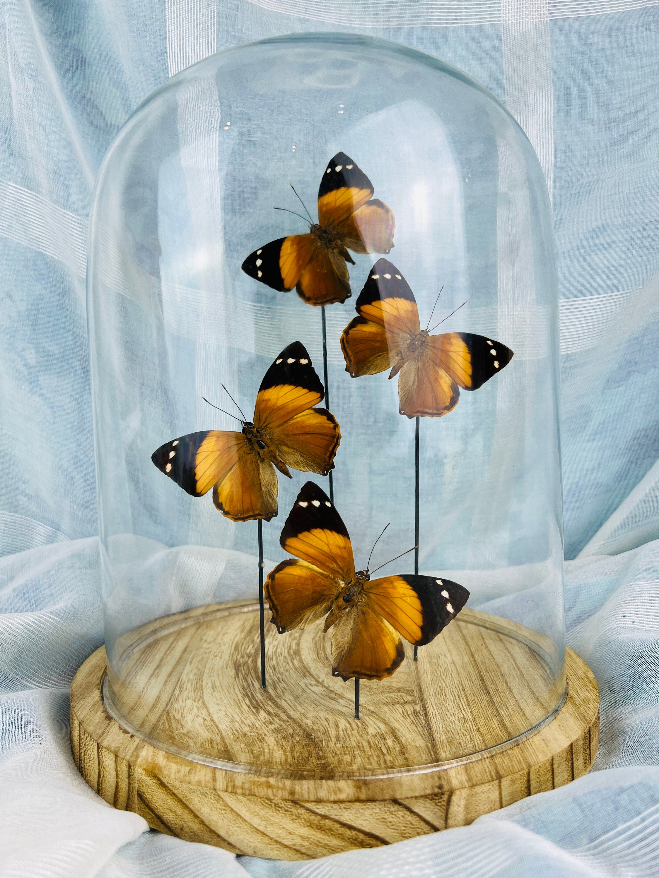 Smyrna Blomfieldia in stolp