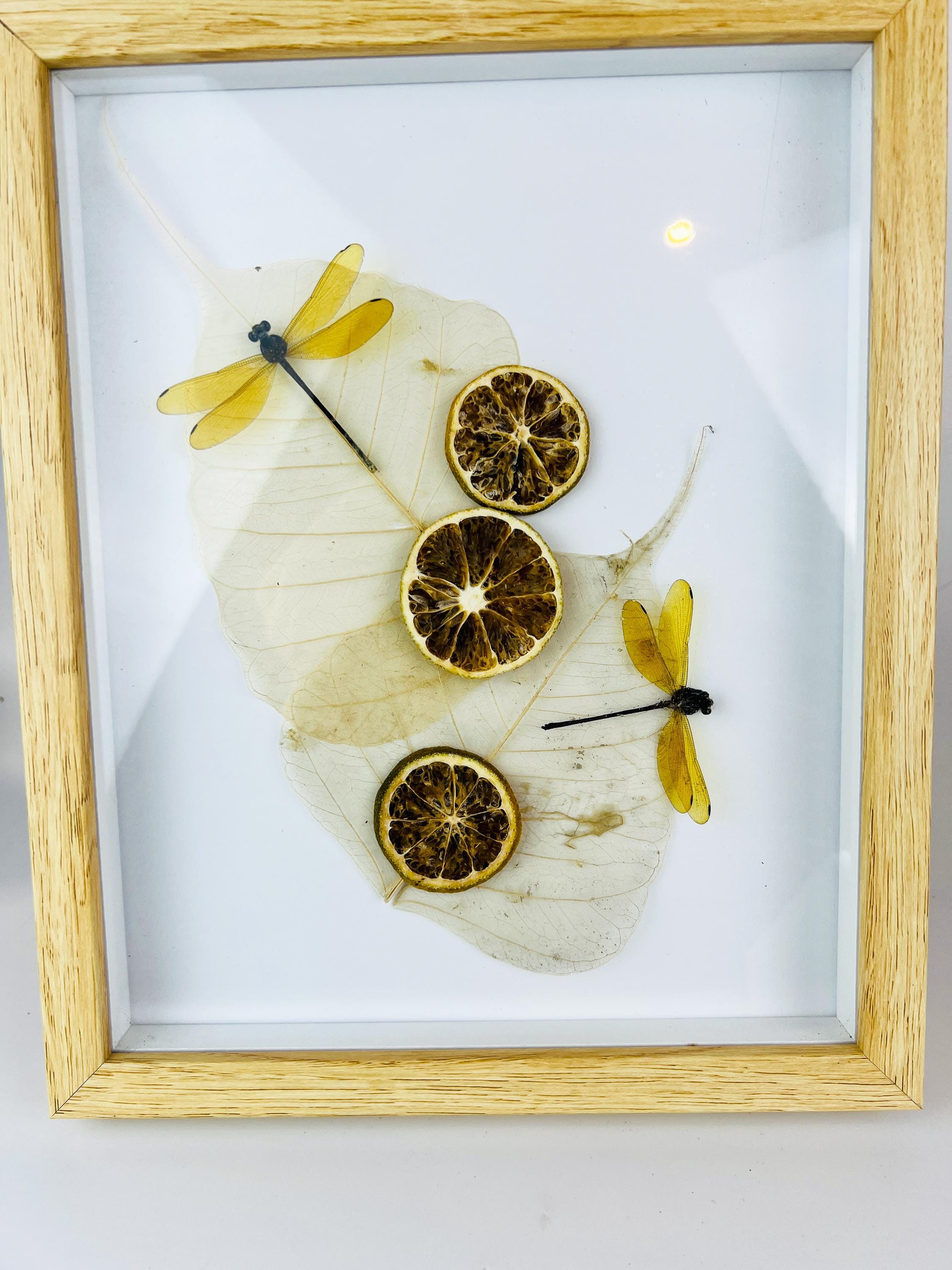Libelle mit getrockneten Verzierungen in einem Rahmen