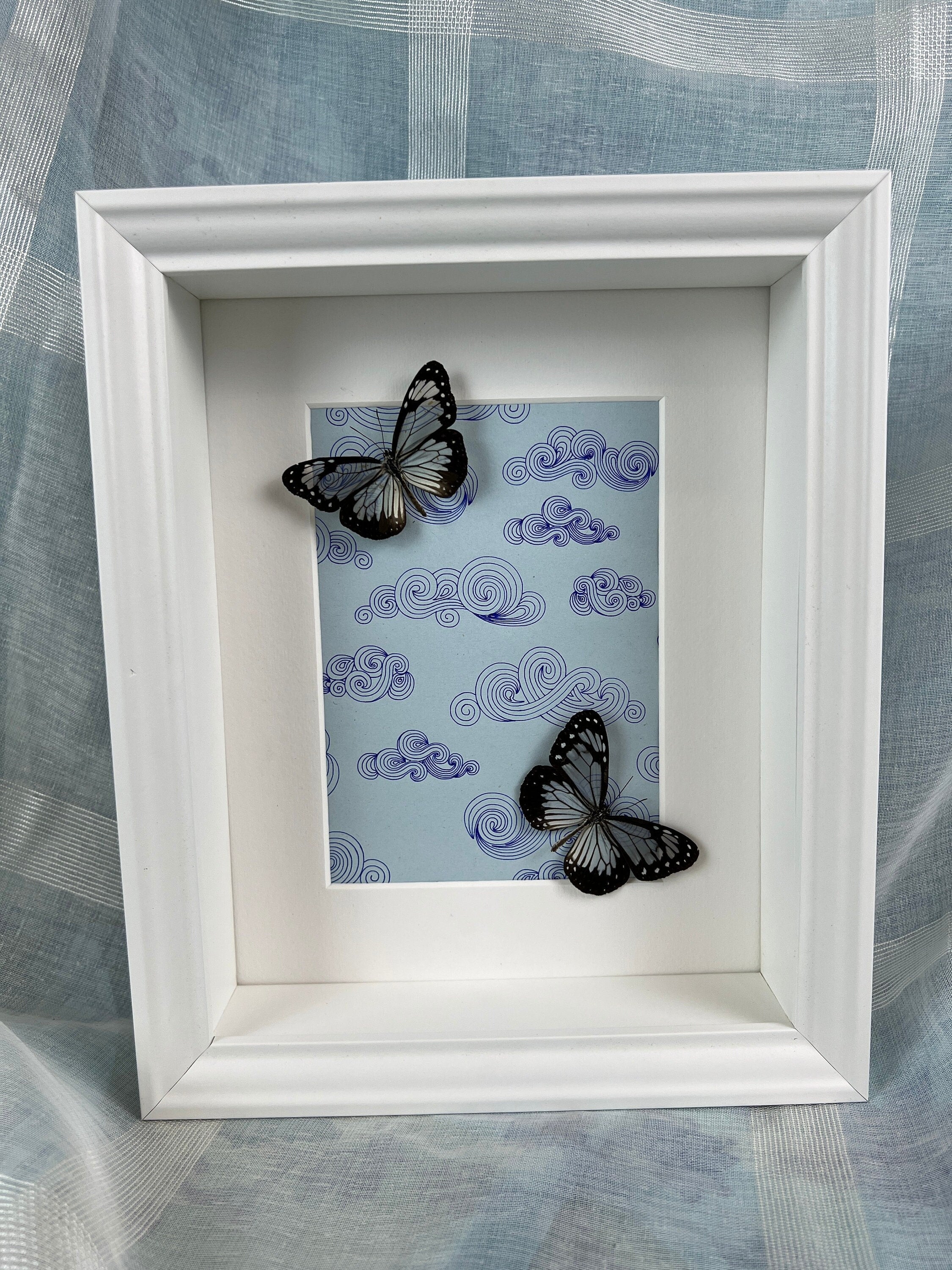 Parantica Vitrina op echte tekening in lijst