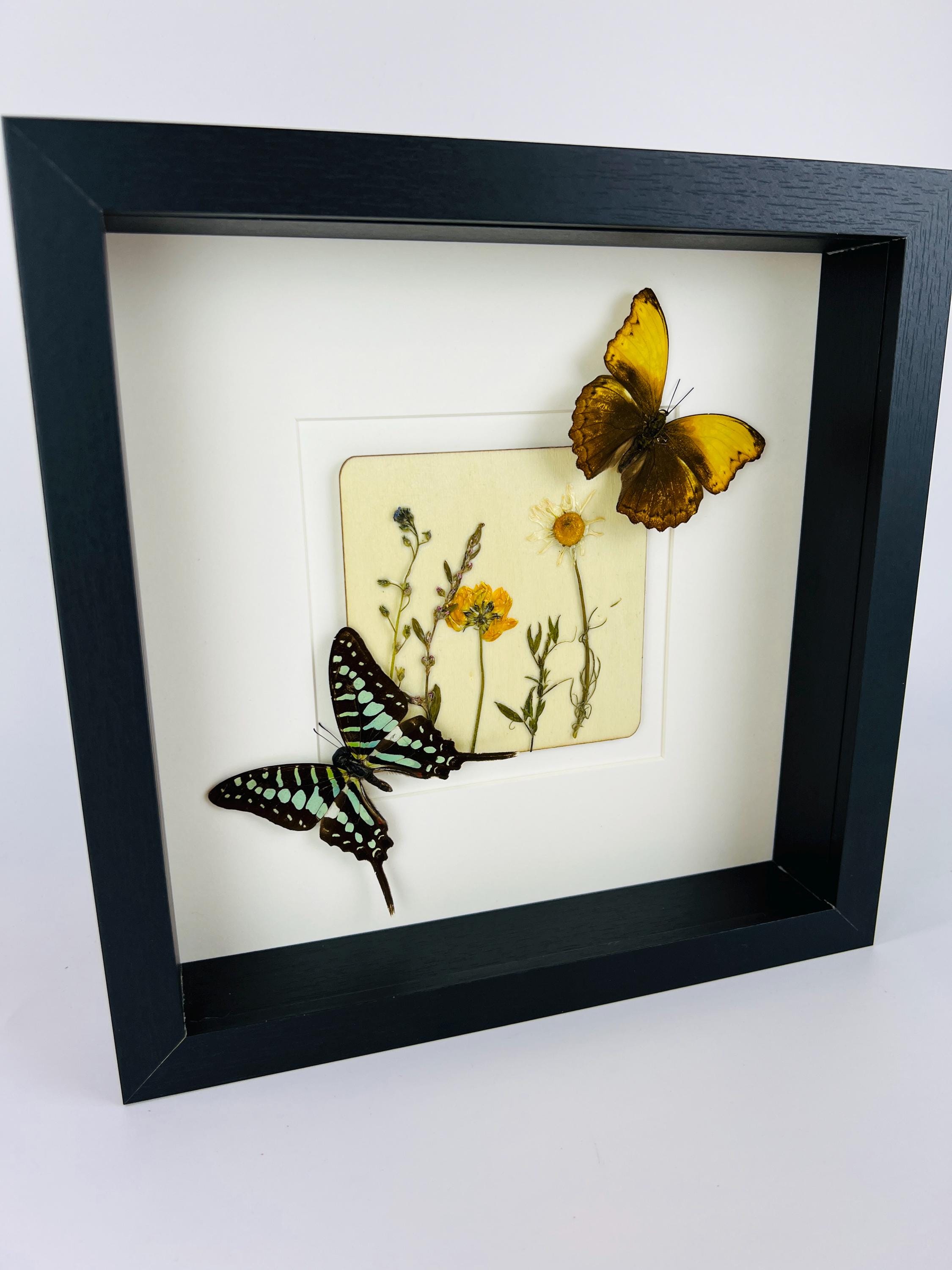 Graphium und Cymothoe Haynac mit Trockenblumen auf MDF in einem Rahmen