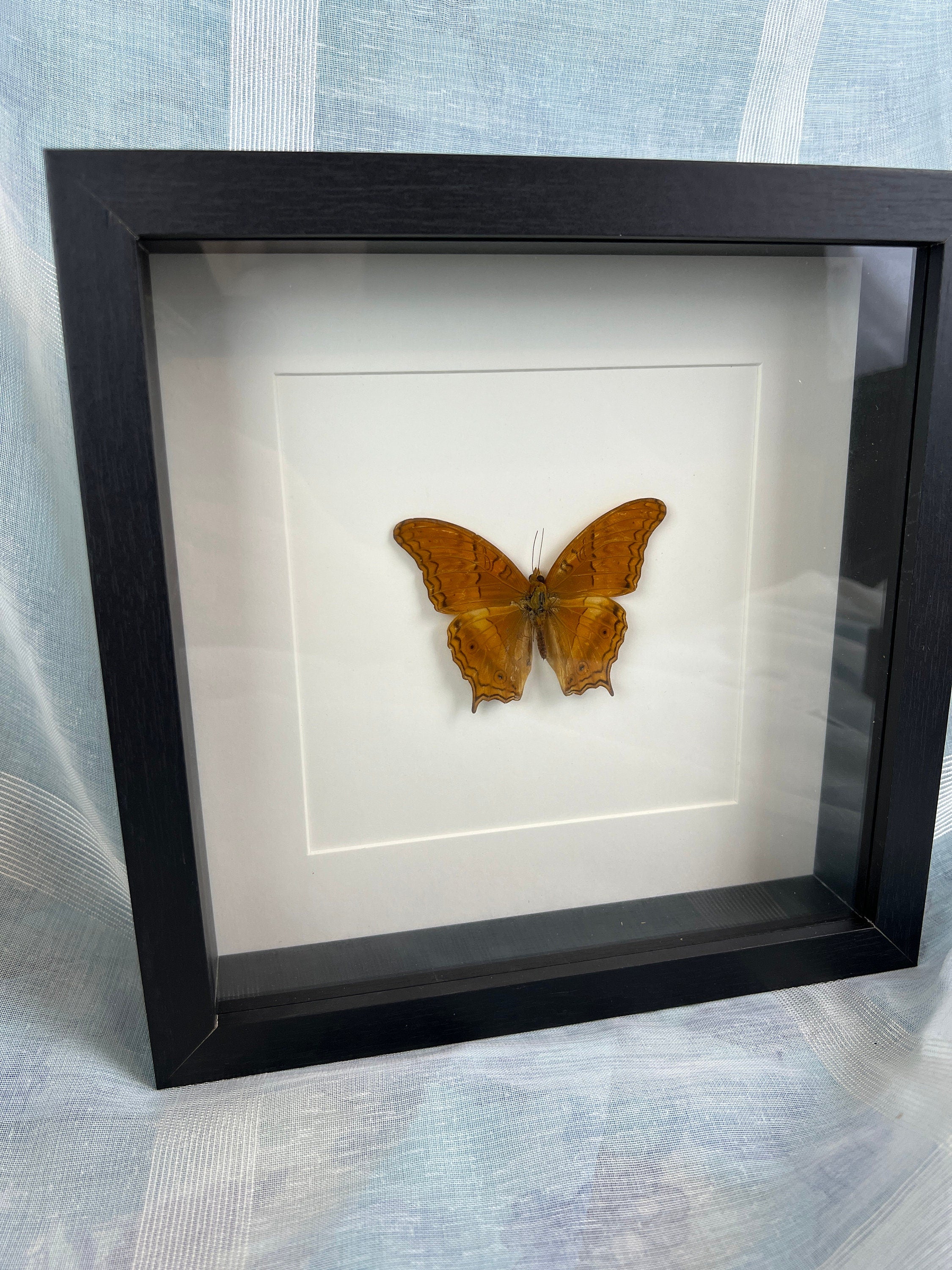 Vindula Dejone dans un cadre