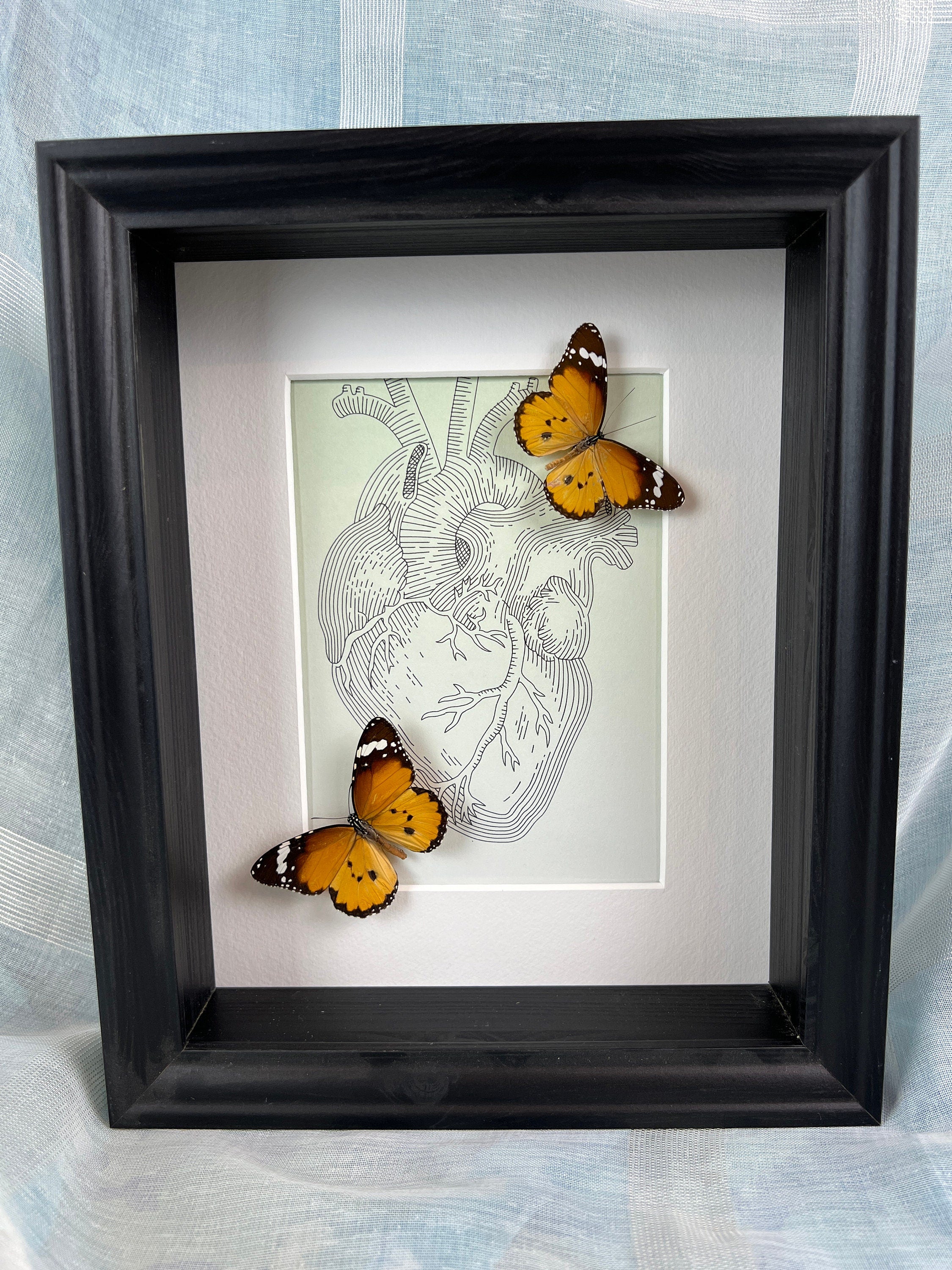 Danaus Chrysippus – Originalzeichnung in einem Rahmen