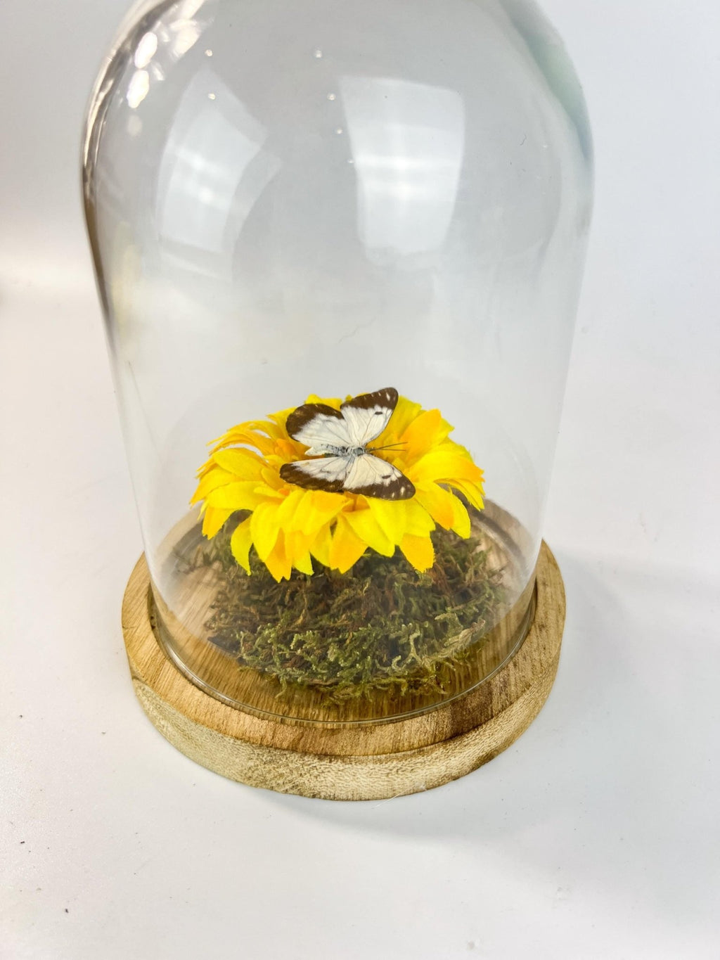 Belenois Java und Stoffblume in einer Glasglocke von KEY LIME STORE