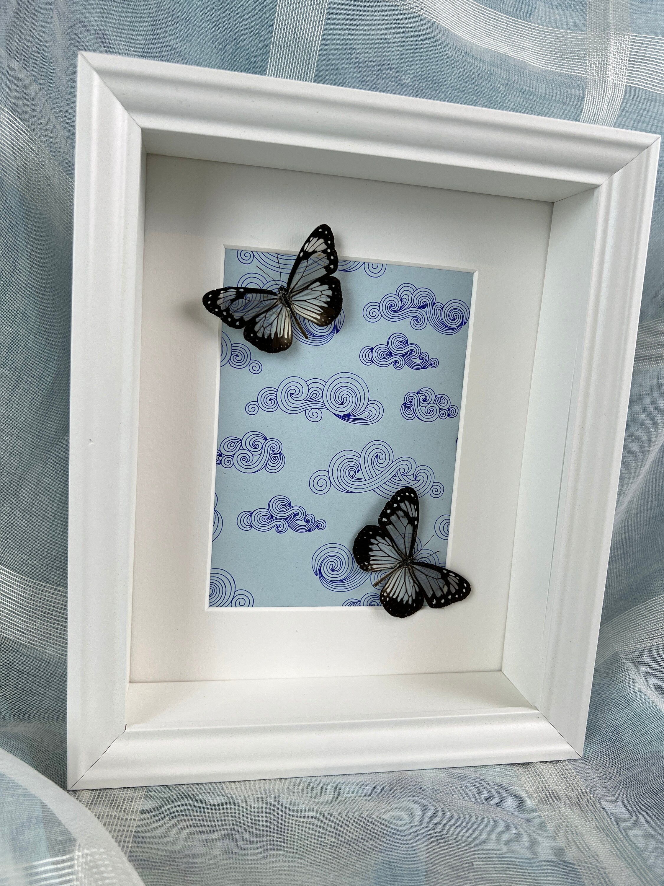 Parantica Vitrina op echte tekening in lijst