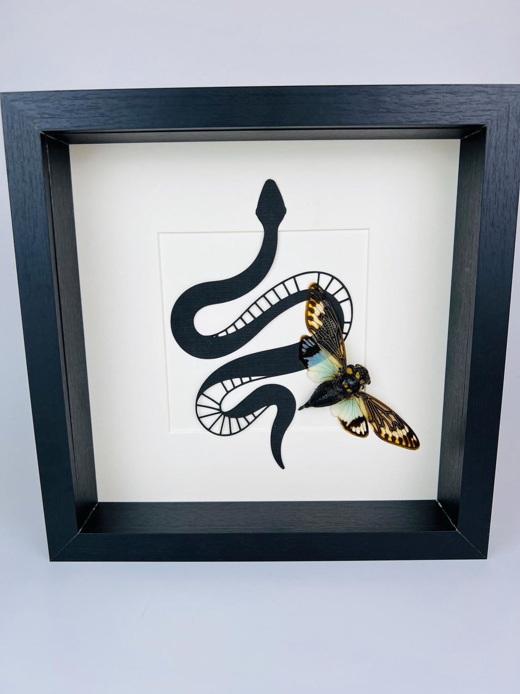 Tosena Splendida Zikade mit Schlangenmuster im Rahmen von KEY LIME STORE