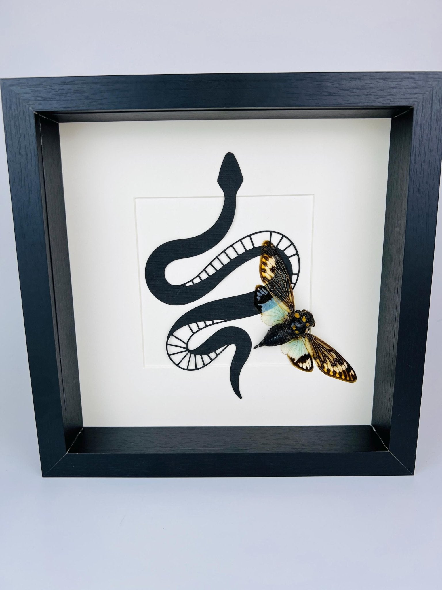 Tosena Splendida Zikade mit Schlangenmuster im Rahmen von KEY LIME STORE