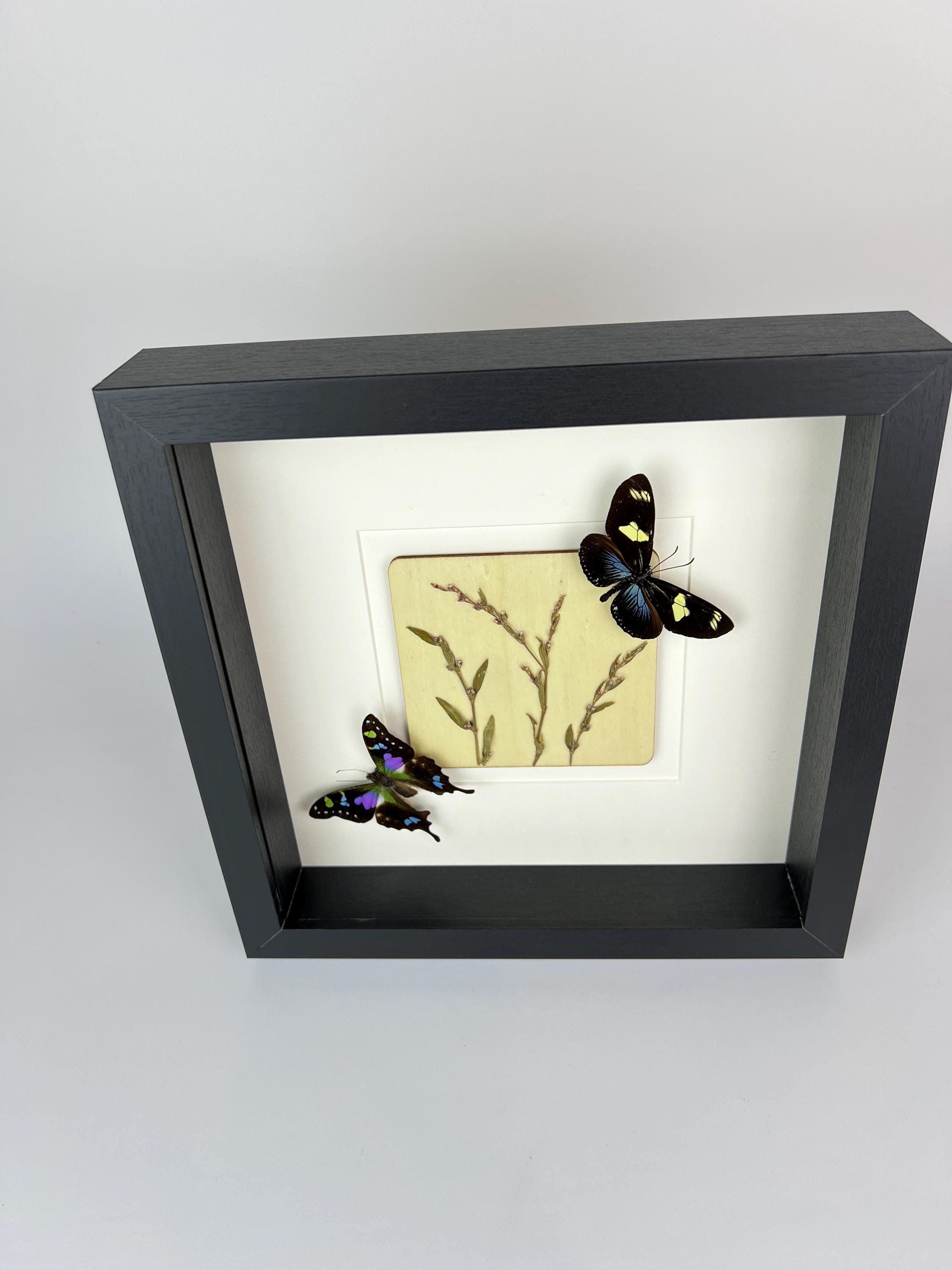 Heliconius- und Graphium-Weiskei mit Trockenblumen im Rahmen