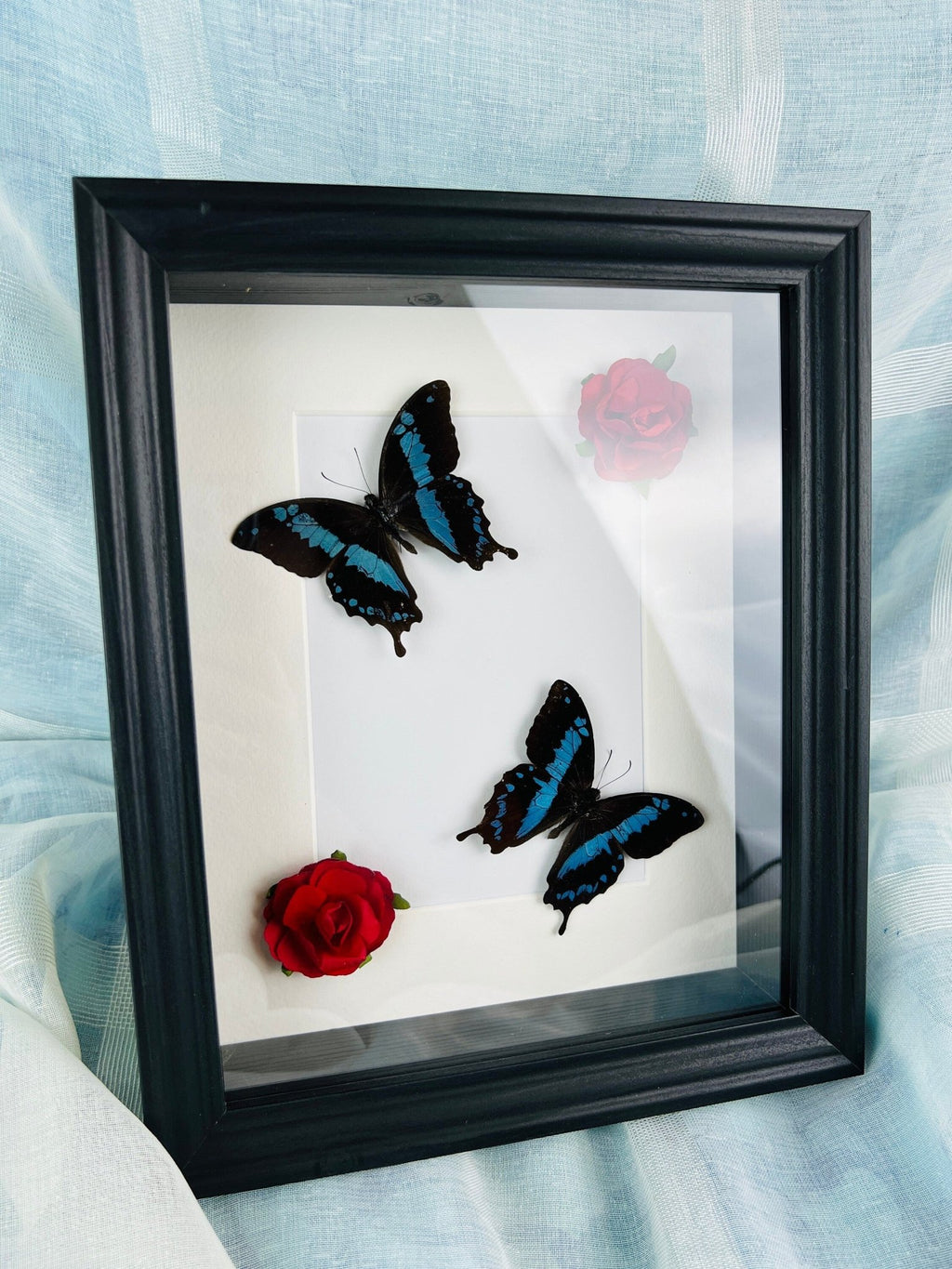 Papilio Oribazus mit Rosen in einem Rahmen von KEY LIME STORE