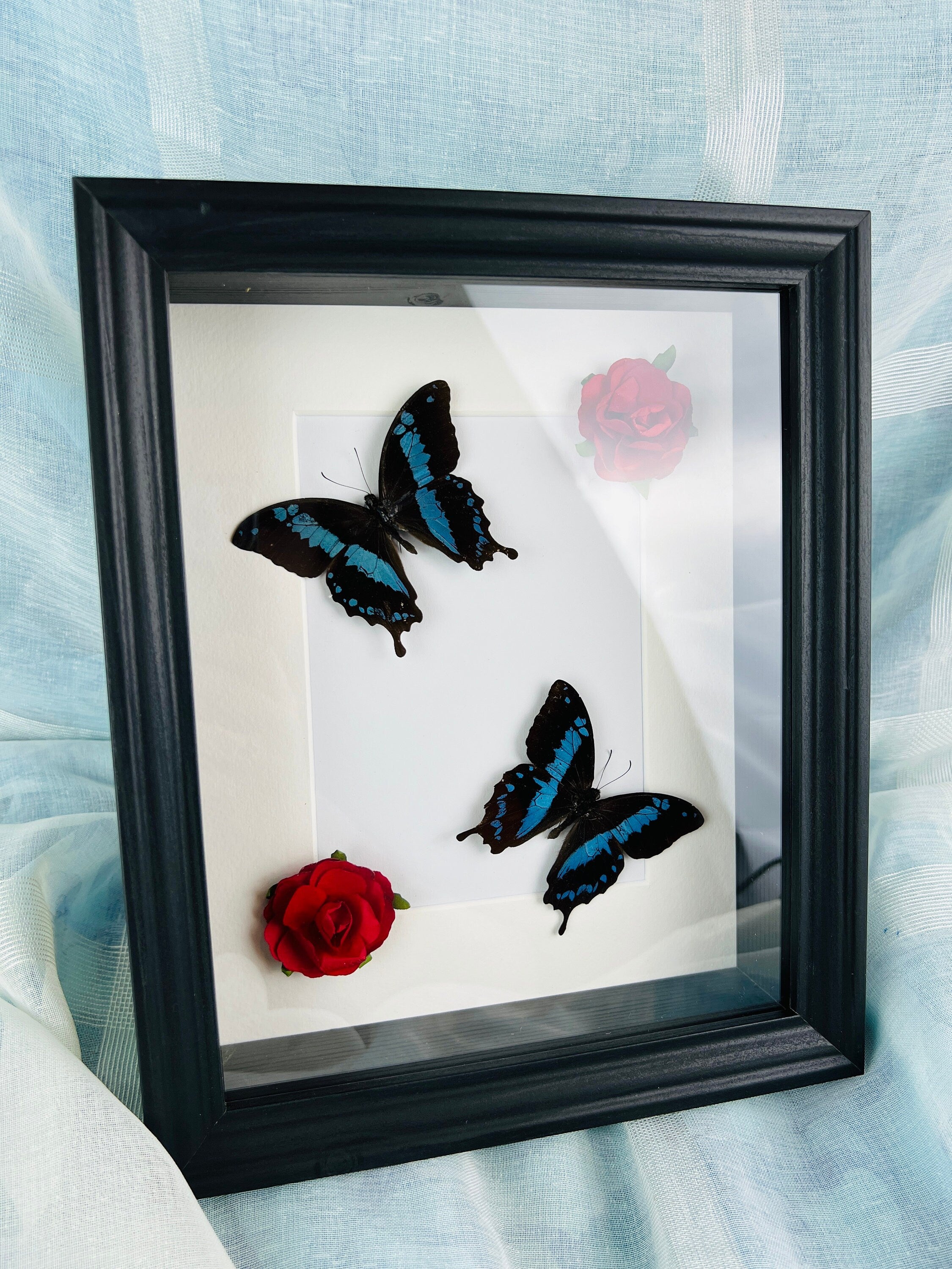 Papilio Oribazus met rozen in lijst