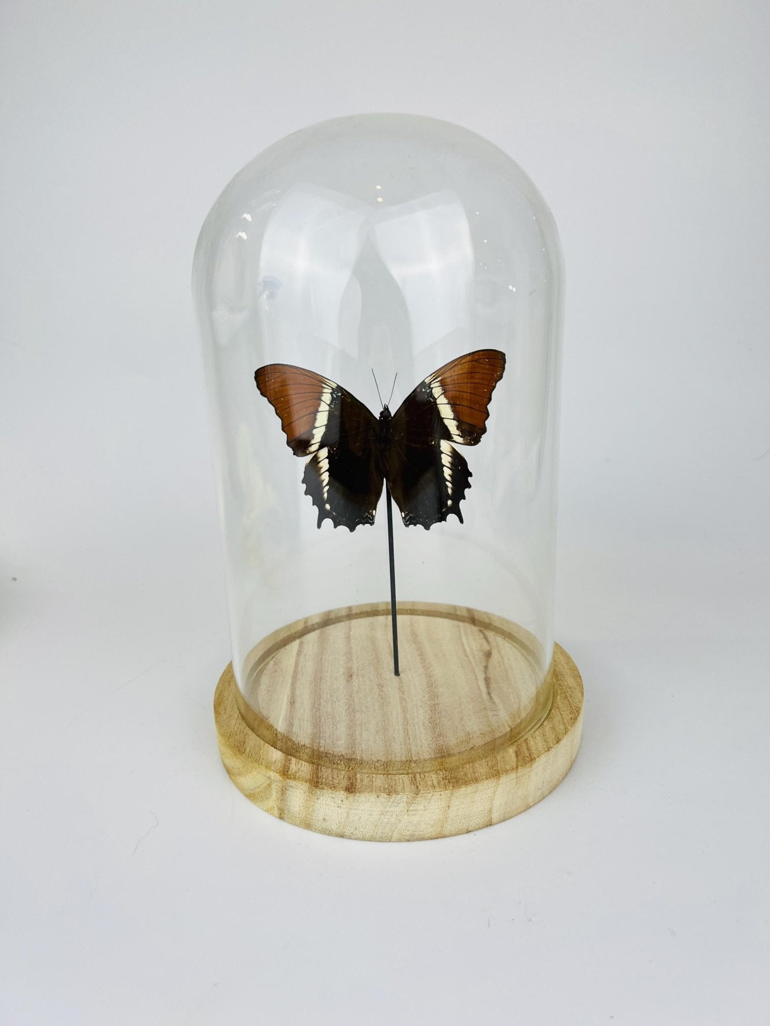 Siproeta Epaphus in stolp by KEY LIME STORE