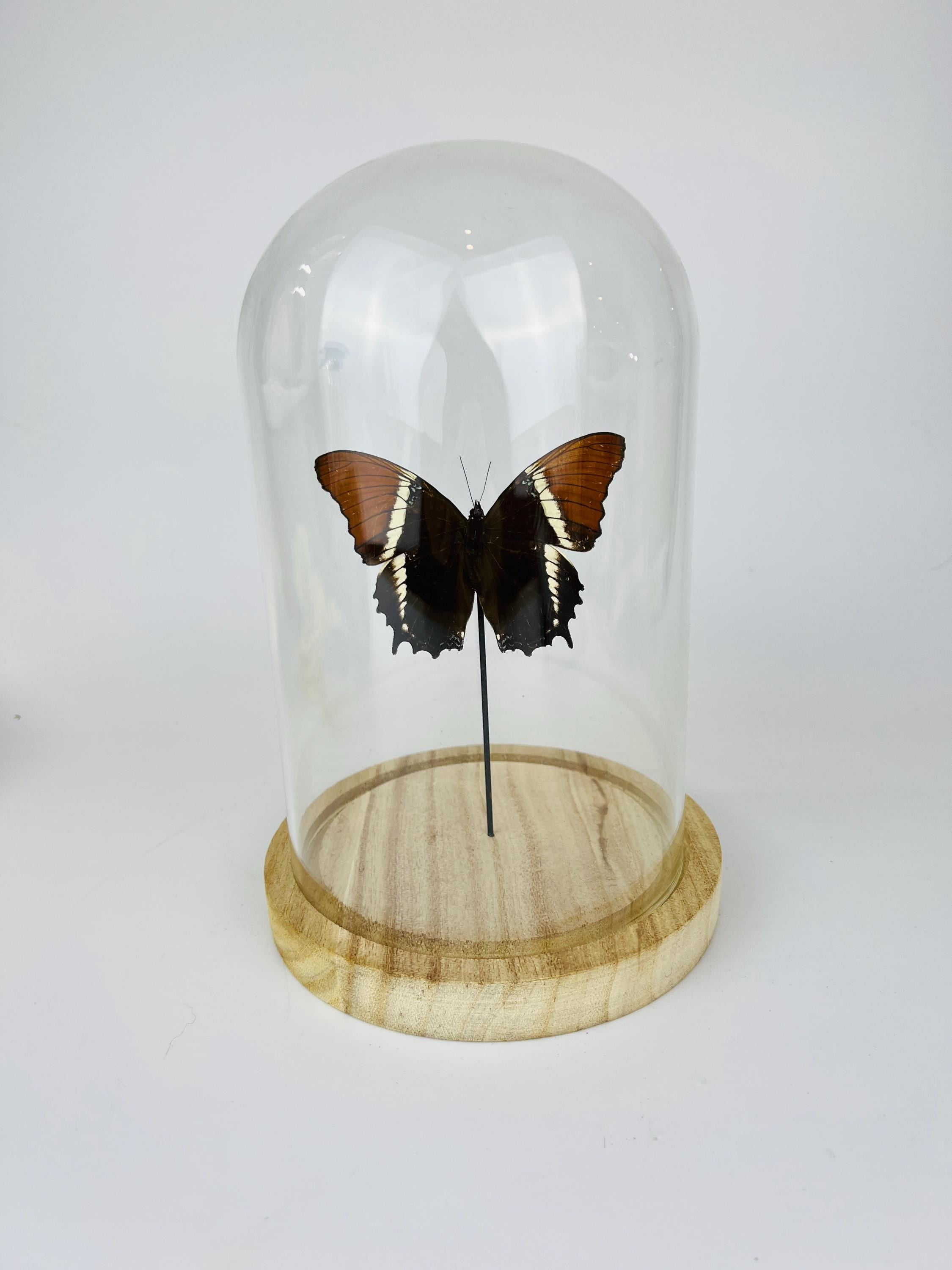 Siproeta Epaphus in stolp