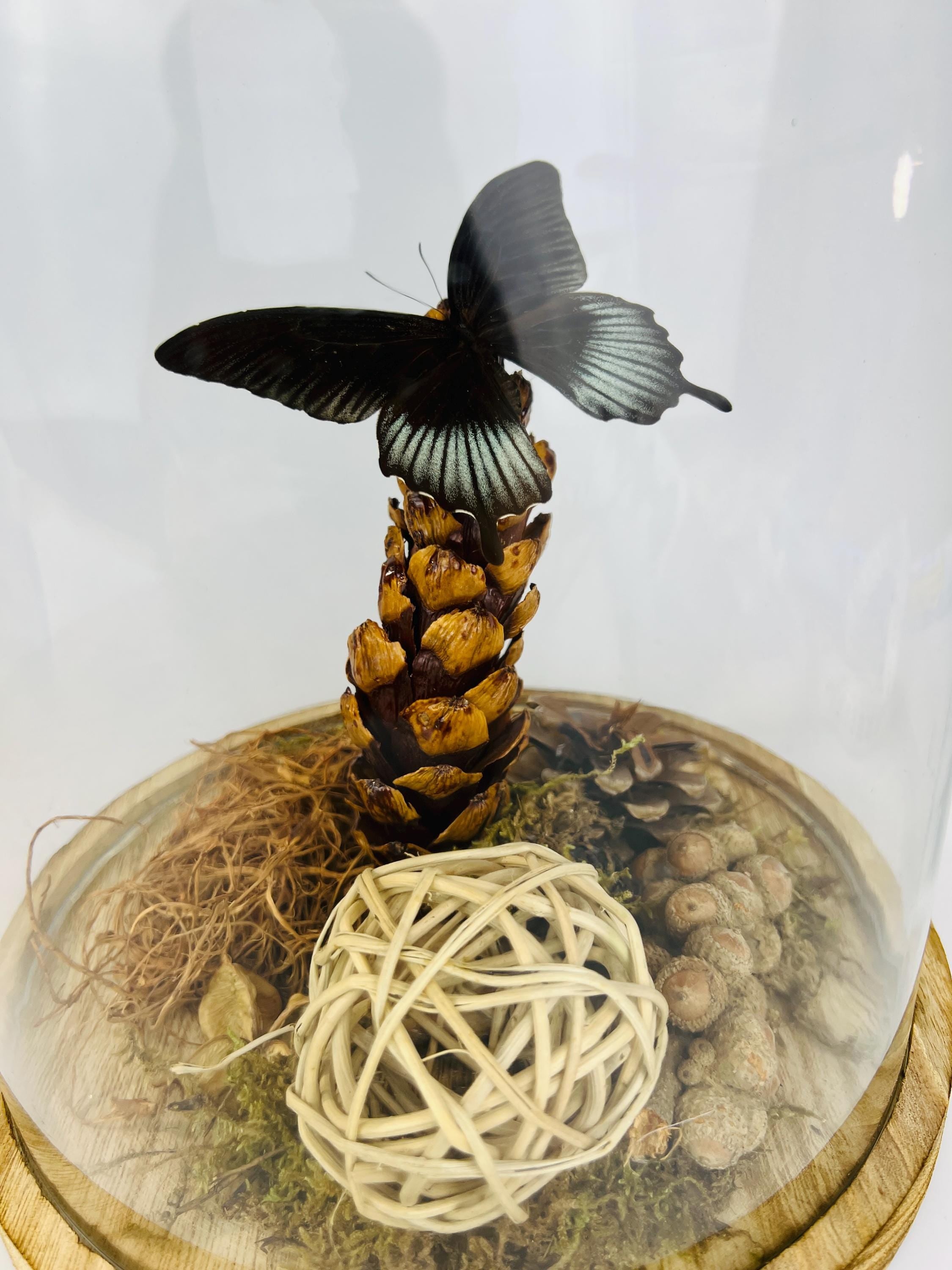 Echte vlinder | Papilio Lowi in stolp (31x23cm)