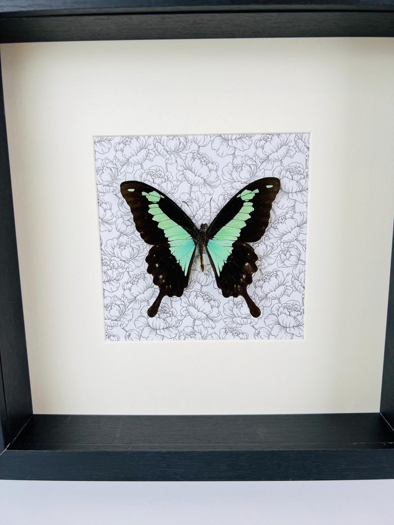 Papilio Phorcas op print in lijst by KEY LIME STORE