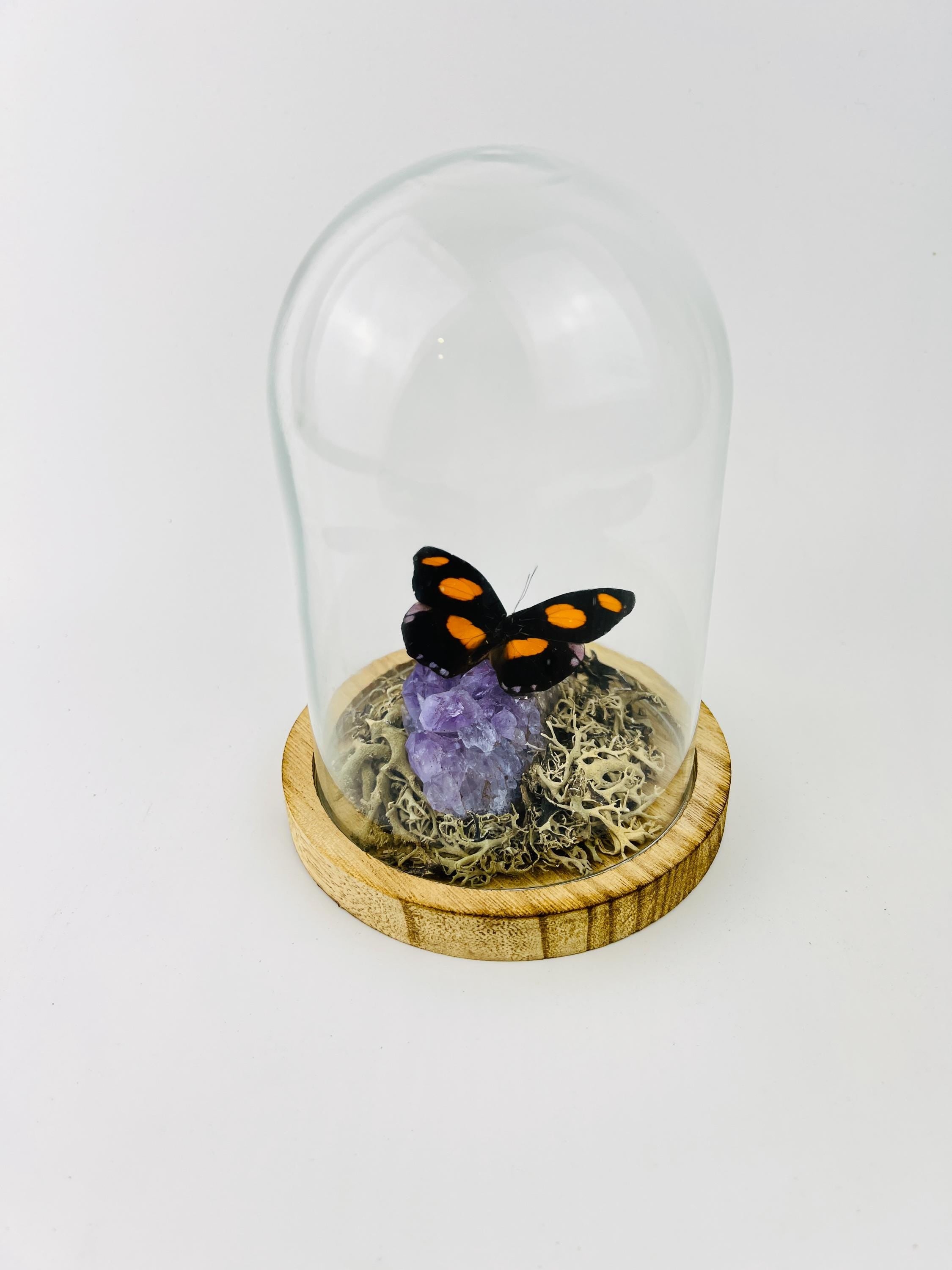 Real butterfly Catonephele Numilia on amethyst in dome (17x13 cm)