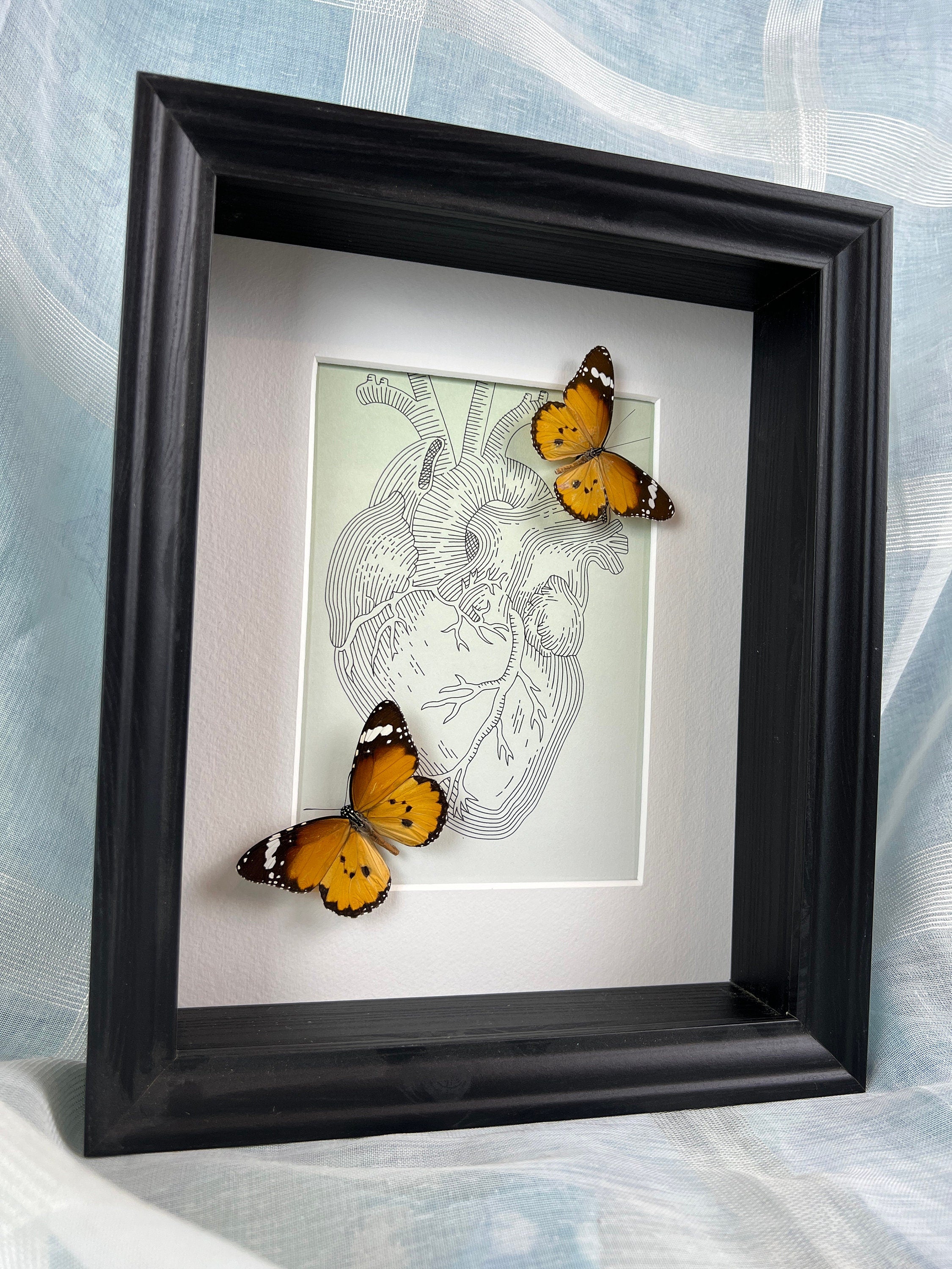 Danaus Chrysippus – Originalzeichnung in einem Rahmen