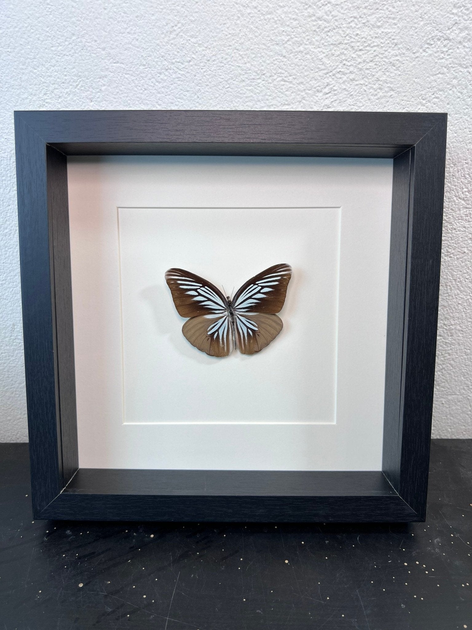 Pareronia Tritaea in einem Rahmen von KEY LIME STORE