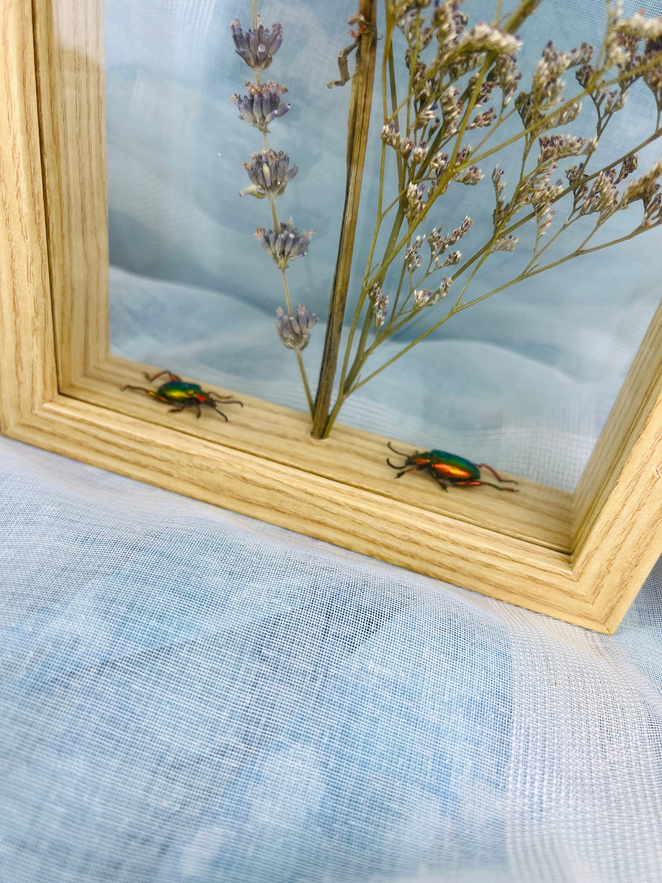Echte insecten | Dubbelglas houten lijst met kevers en droogbloemen (22x17cm)