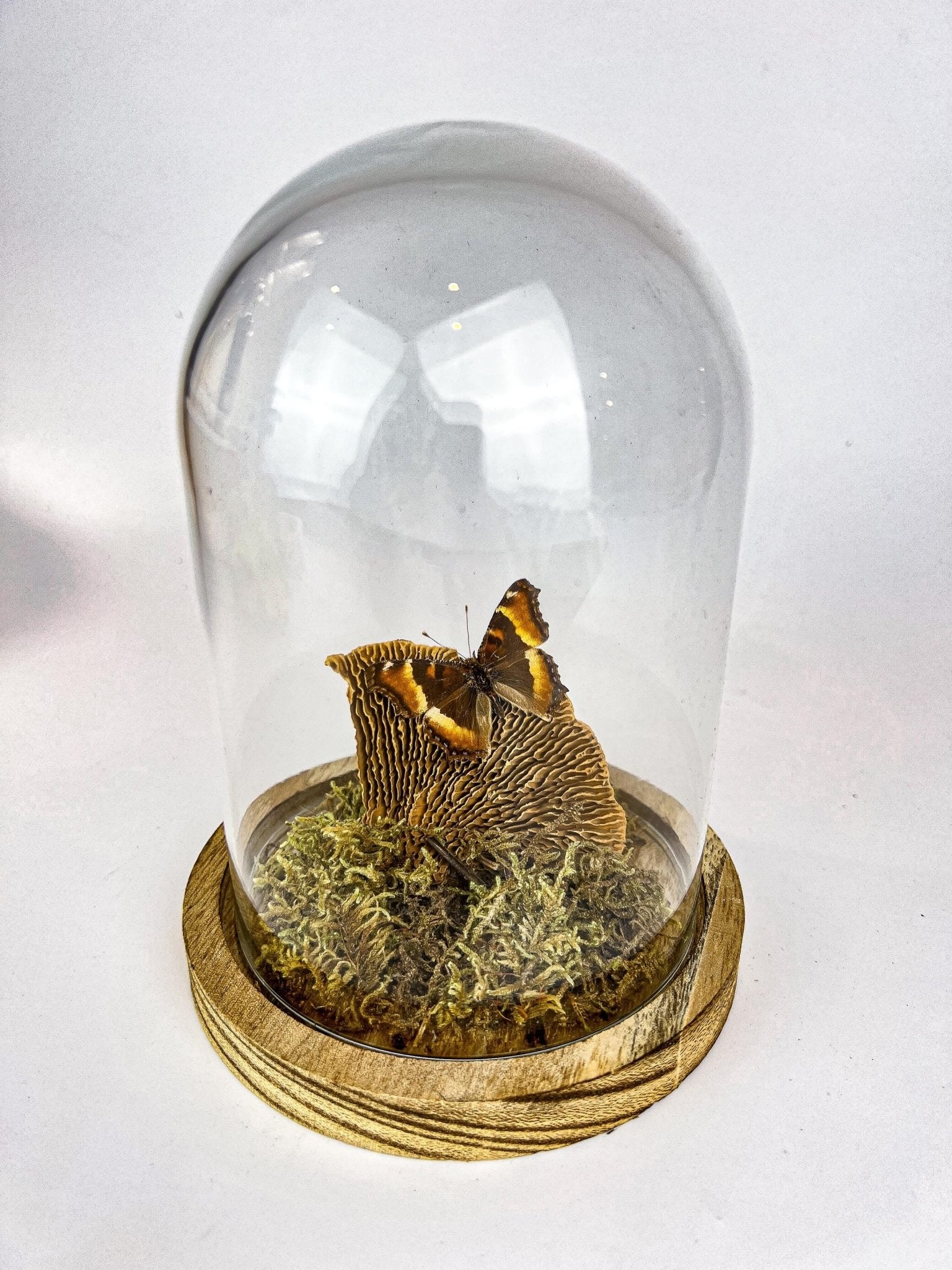 Aglais Milberti in stolp by KEY LIME STORE