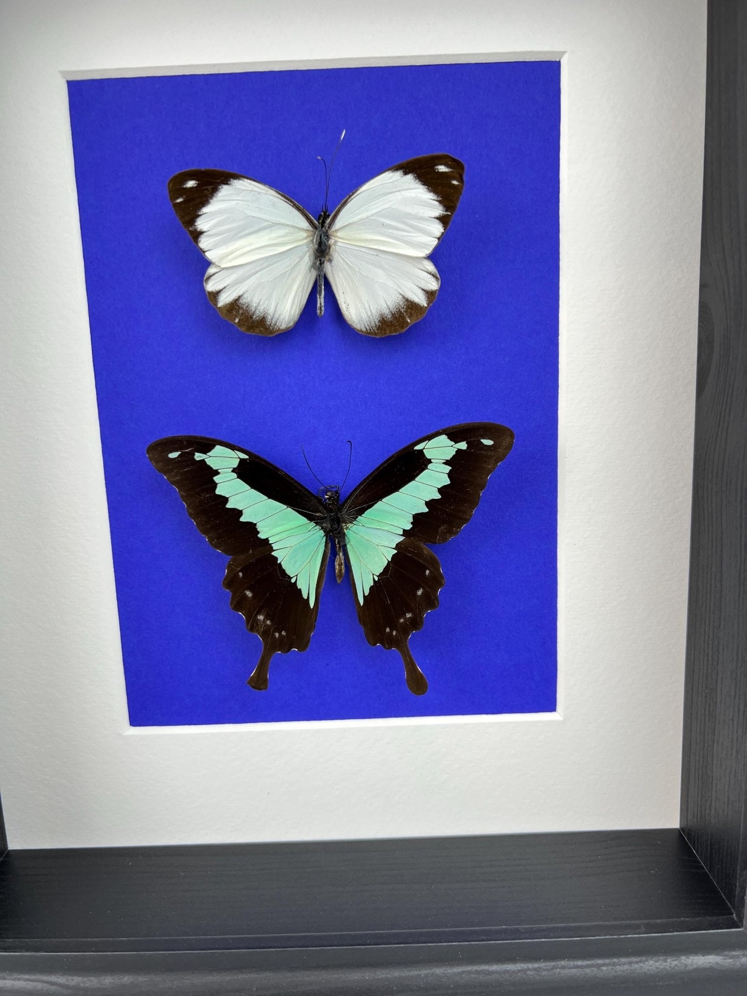 Papilio Phorcas en Appias in lijst by KEY LIME STORE
