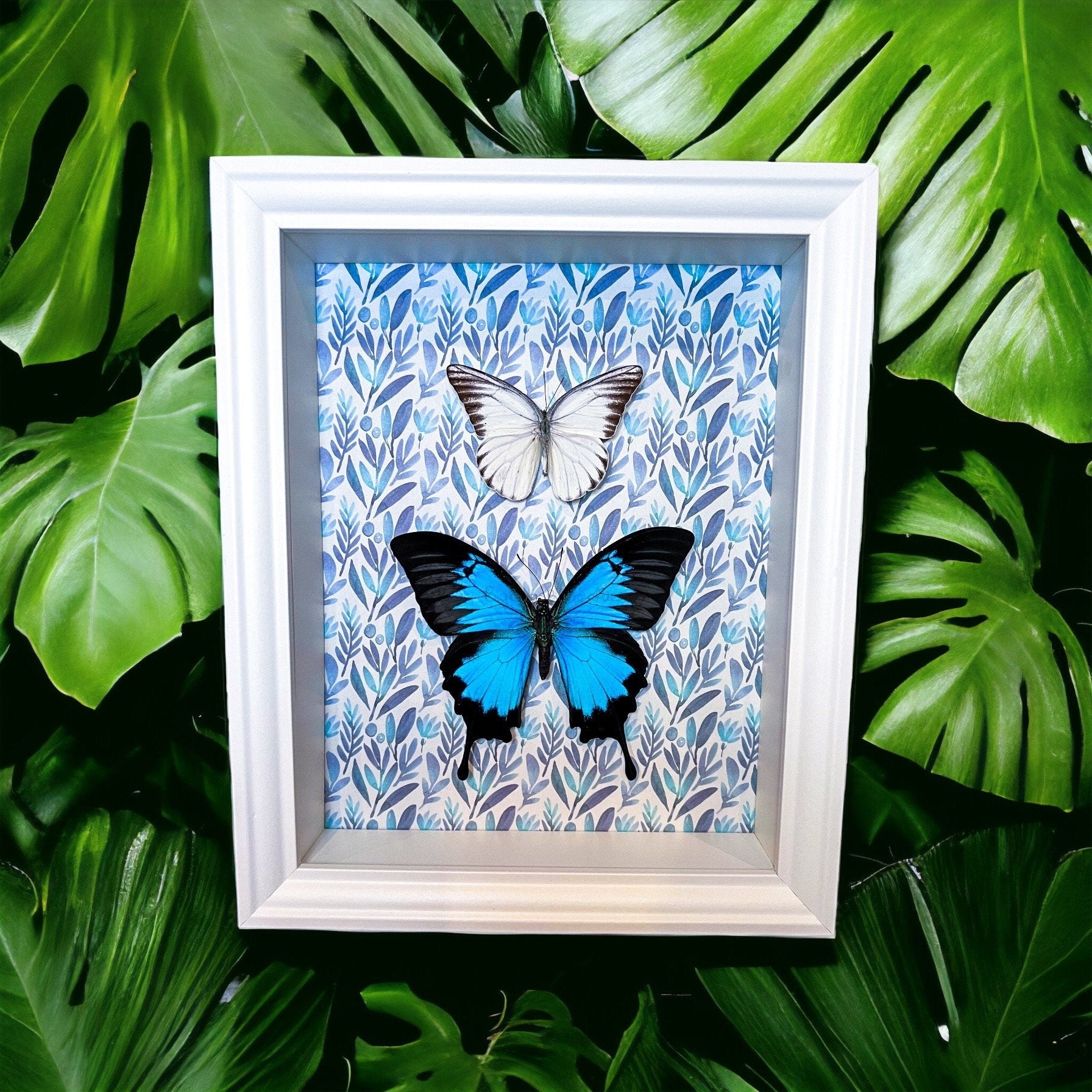 Papilio Ulysses en Appias Hombroni in lijst met print