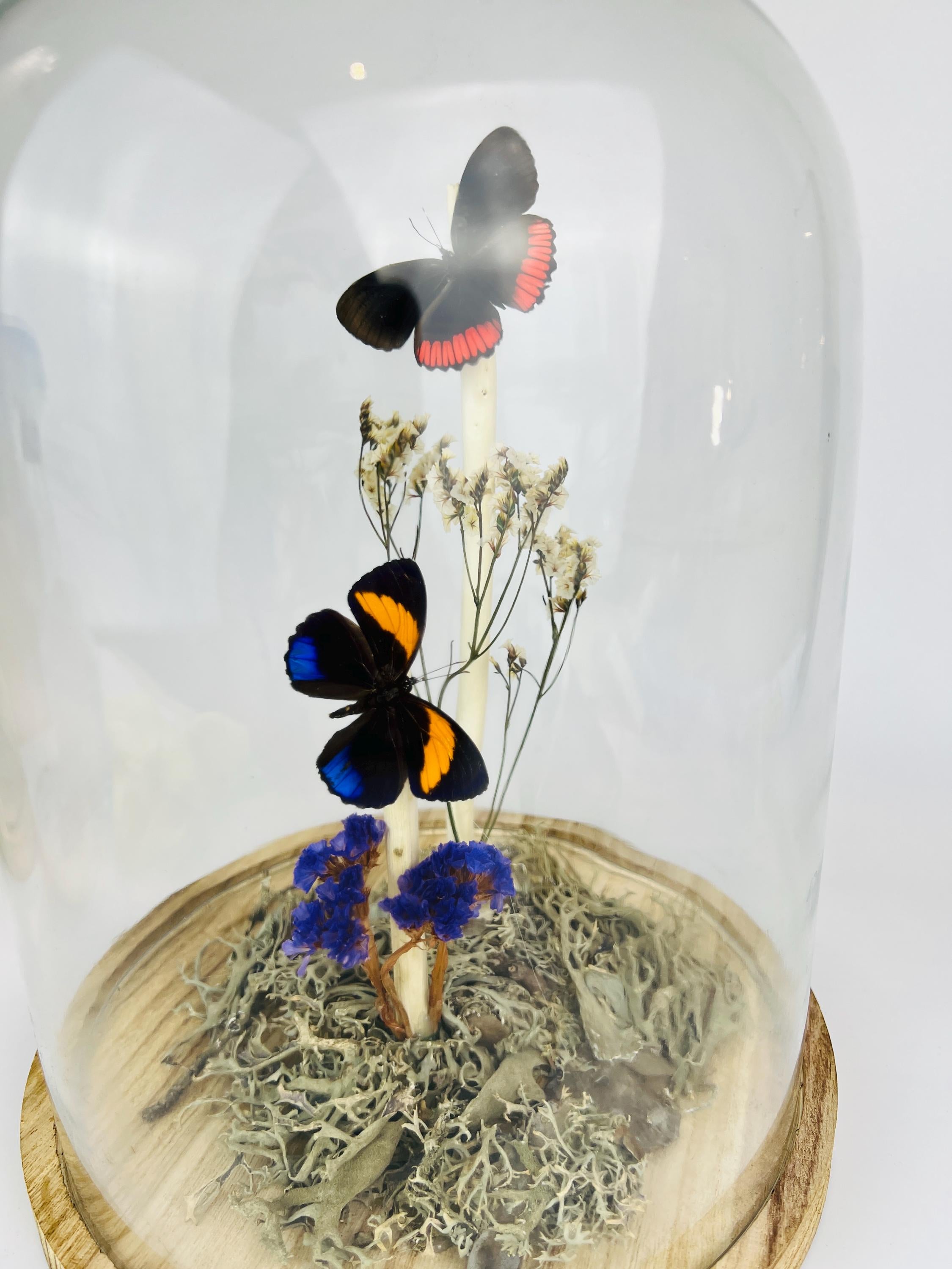 Callicore en Biblis Hyperia in stolp