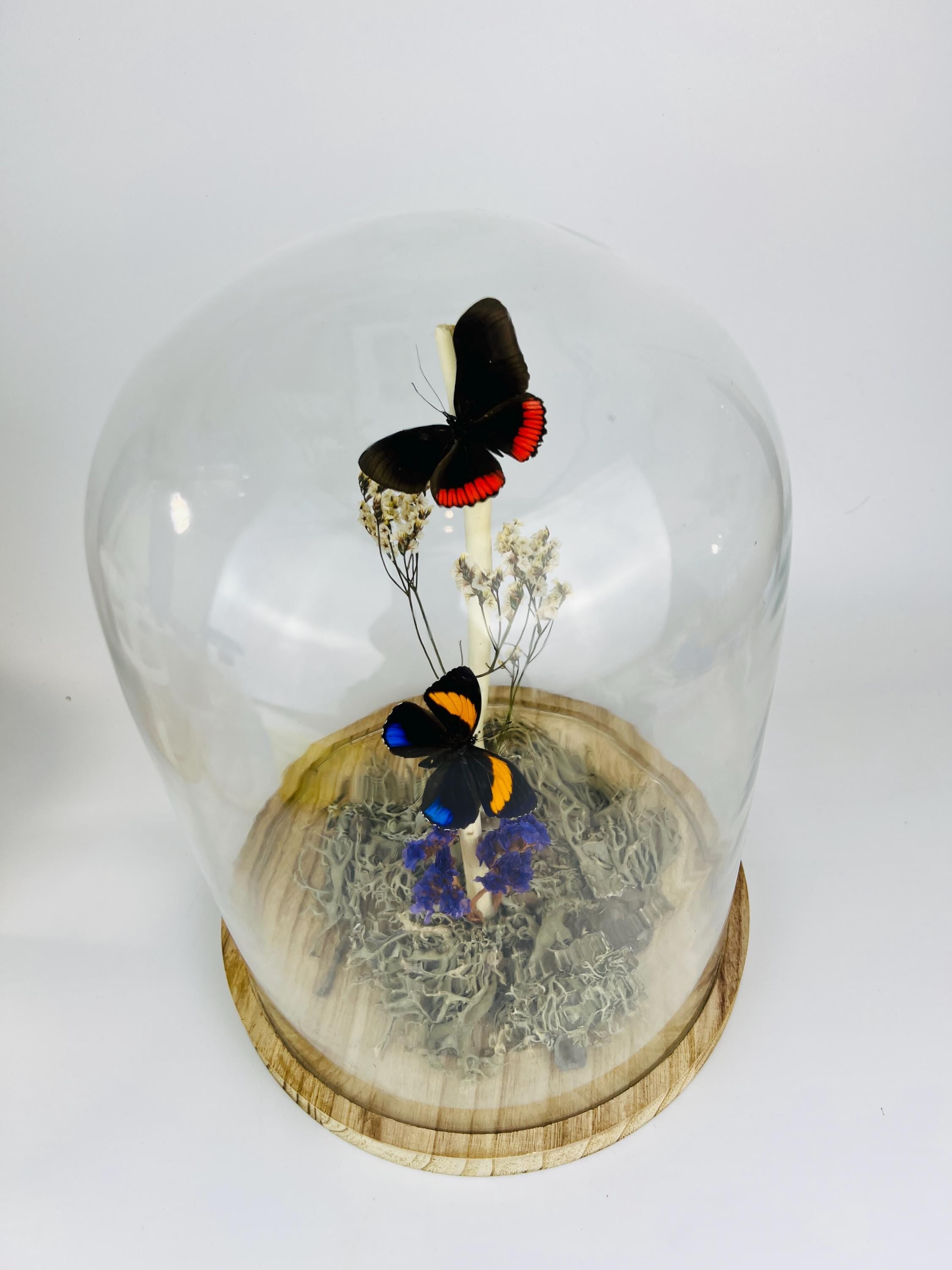 Callicore en Biblis Hyperia in stolp