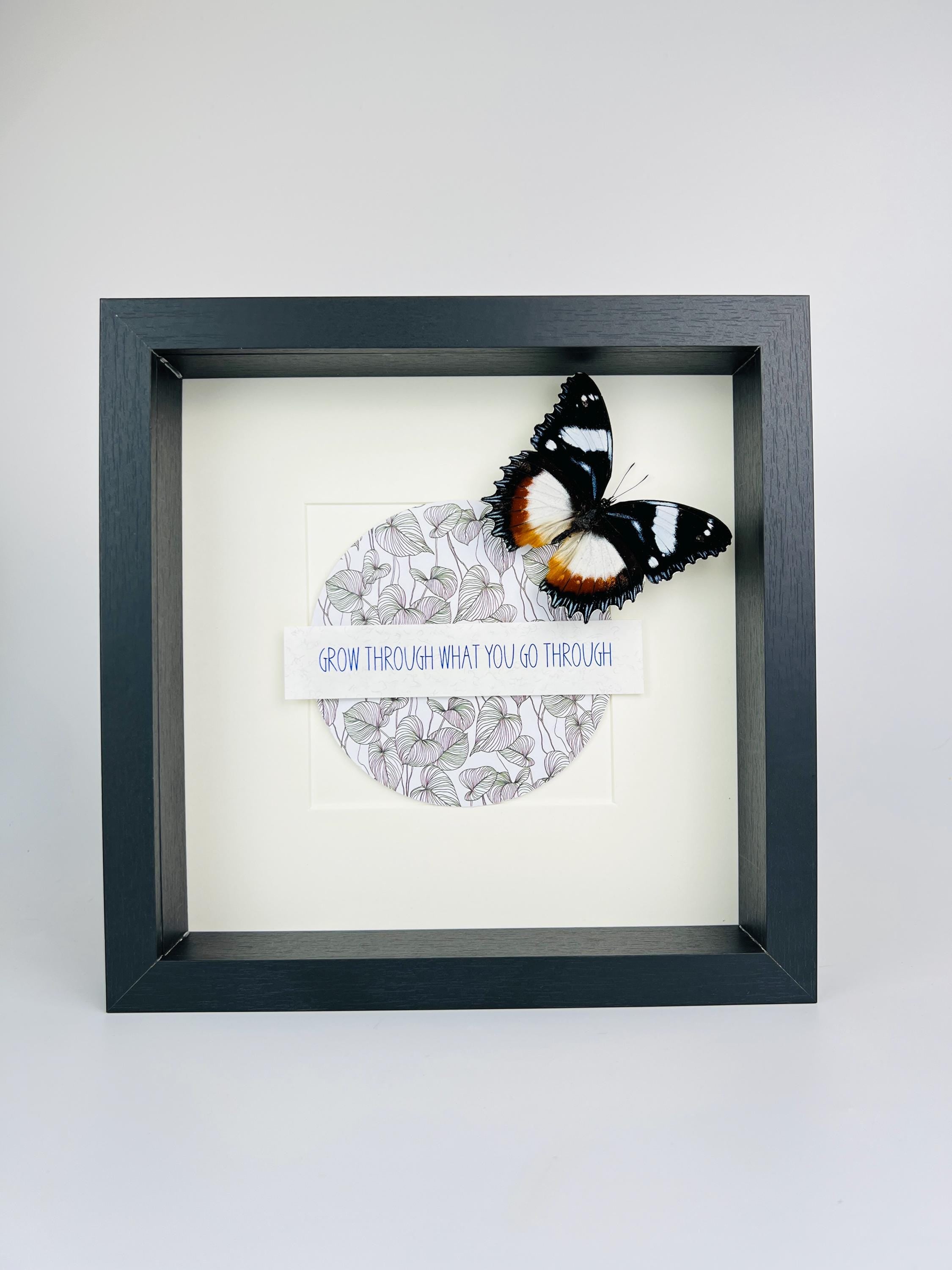 Hypolimnas Dexithea met tekst in lijst