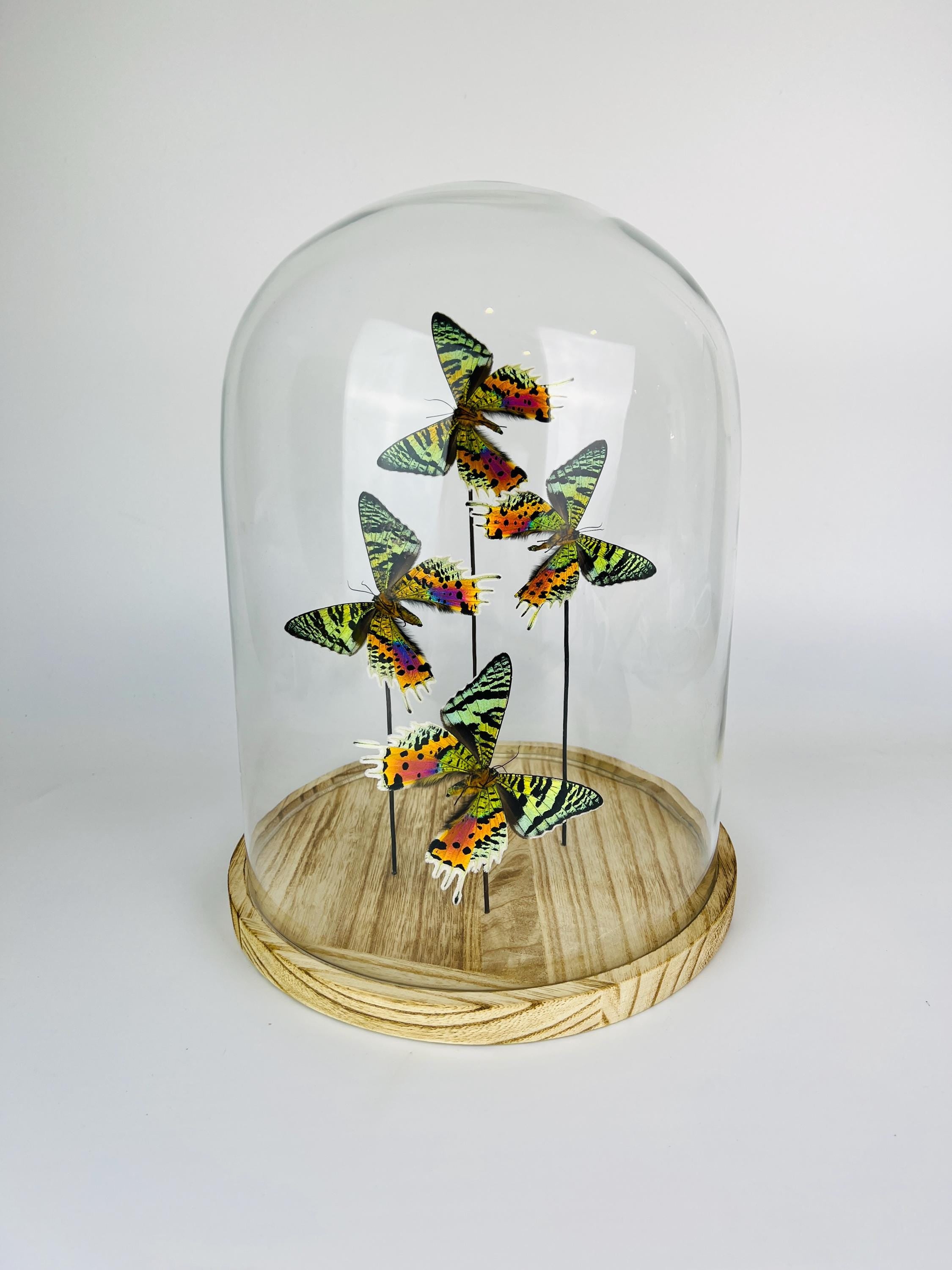 Glazen koepel met Urania Ripheus (achterkant) – display van 12,2 x 9 inch