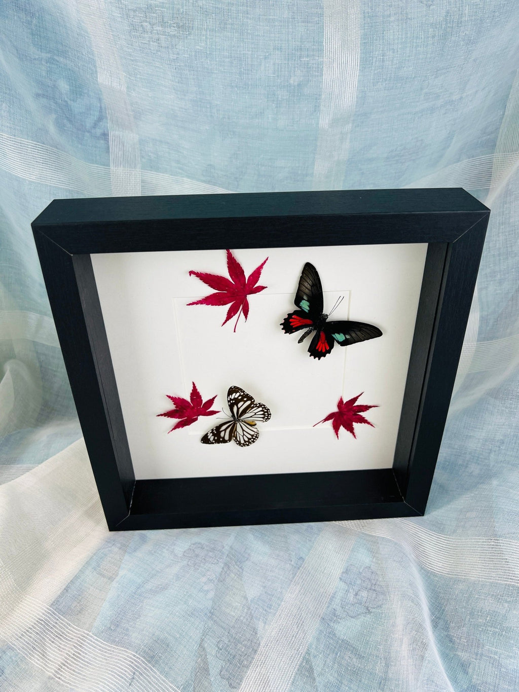 Parides, Aeneas und Danaus, Melanippus mit japanischem Ahorn in einem Rahmen von KEY LIME STORE