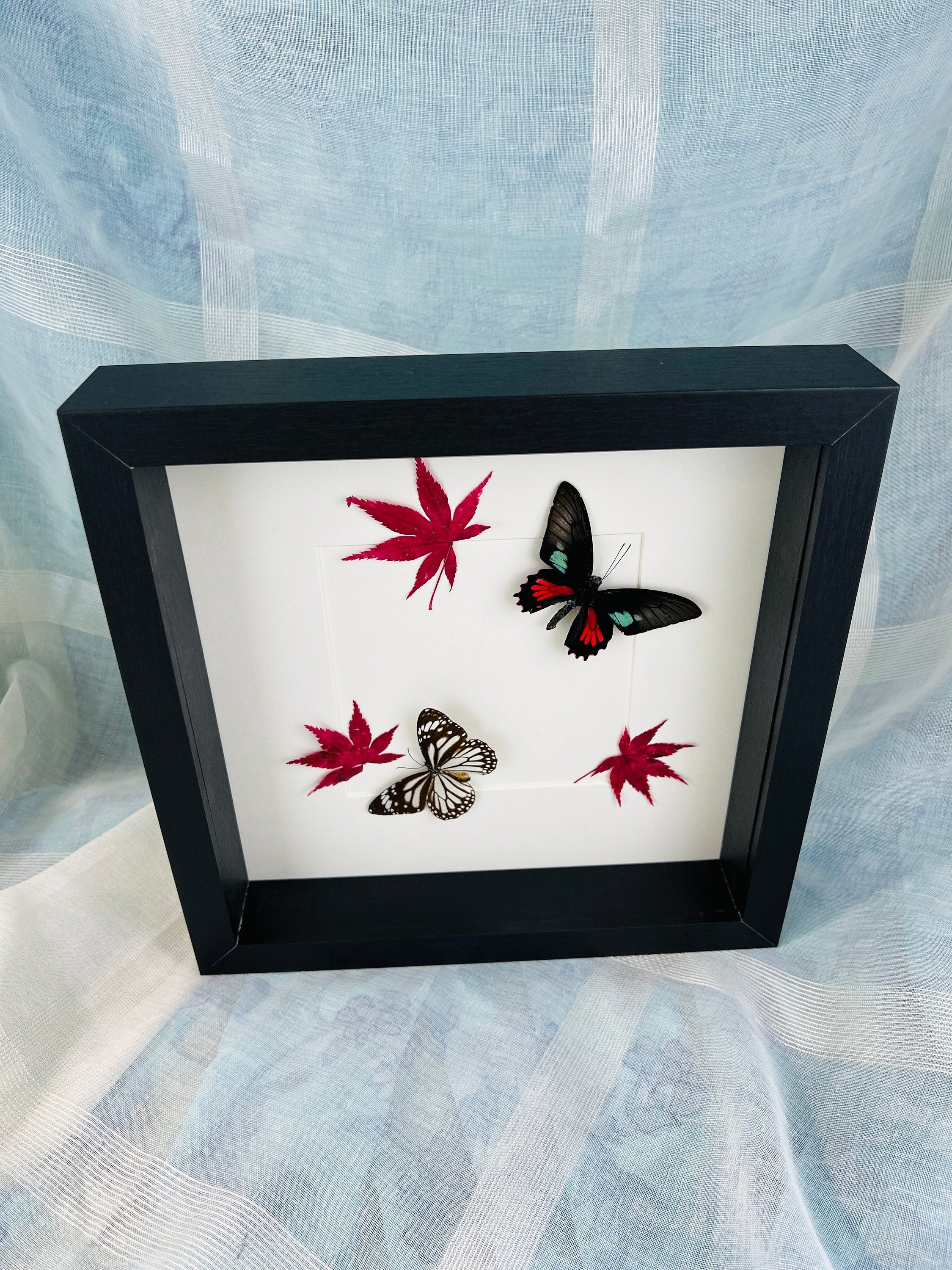 Parides Aeneas en Danaus Melanippus met Japanse esdoorn in lijst