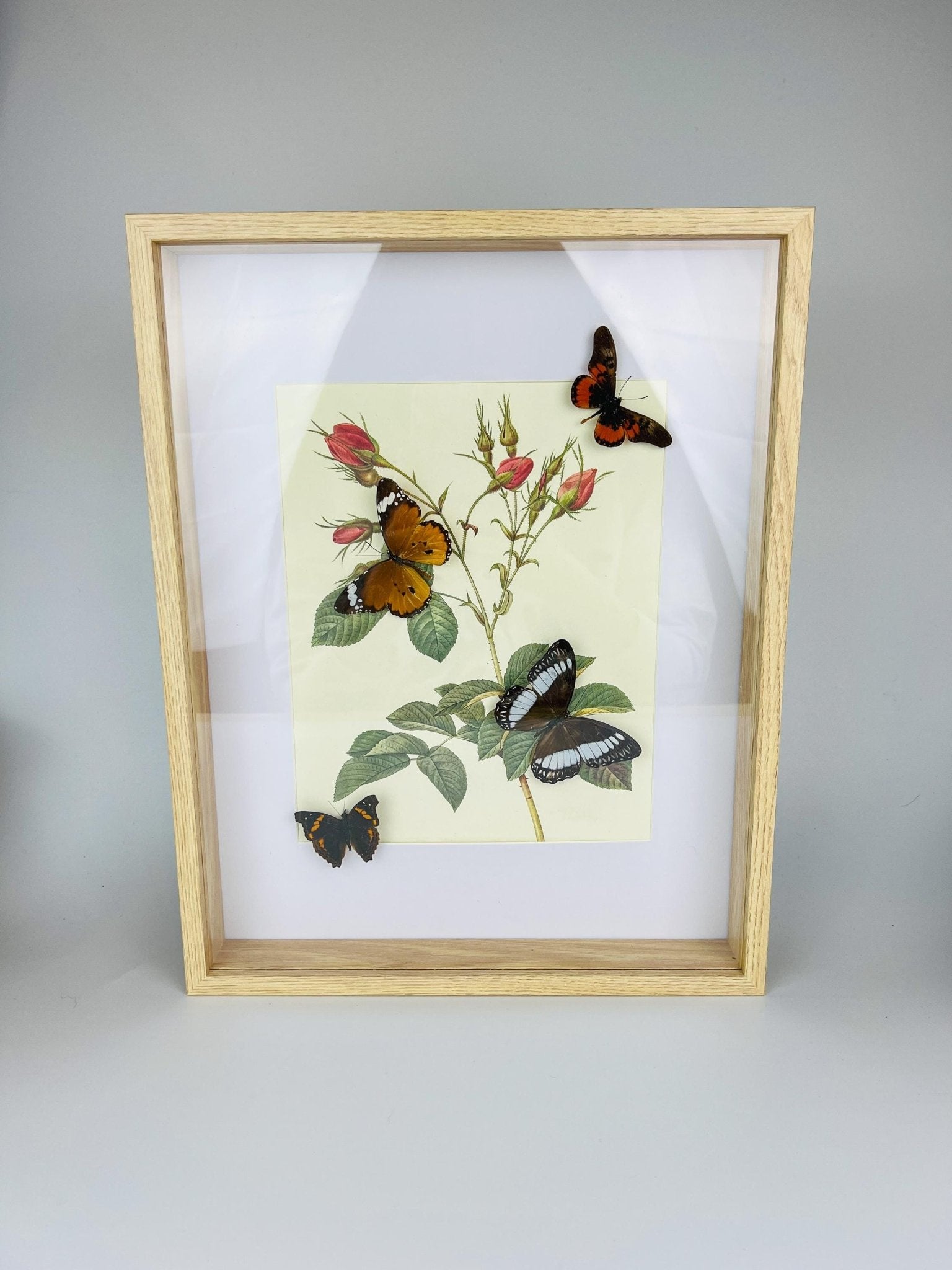 Echte vlinders op botanische print in lijst by KEY LIME STORE