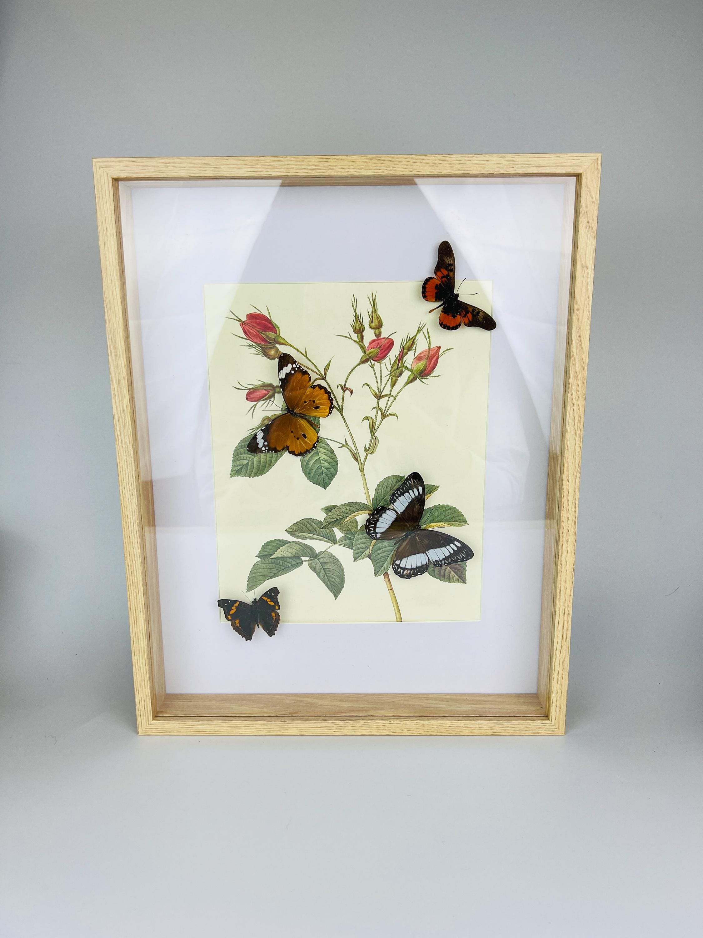 Echte Schmetterlinge auf botanischem Druck, gerahmt