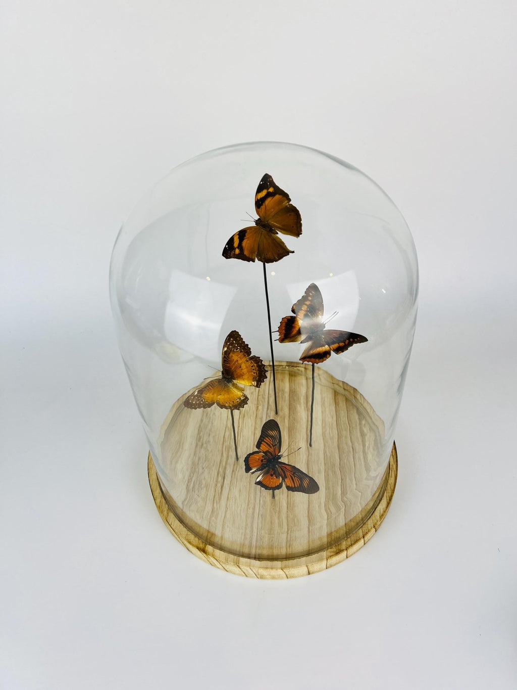 Doleschallia bisaltide, Charaxes cynthia, Cethosia biblis und Pseudacraea clarkii im Glas von KEY LIME STORE