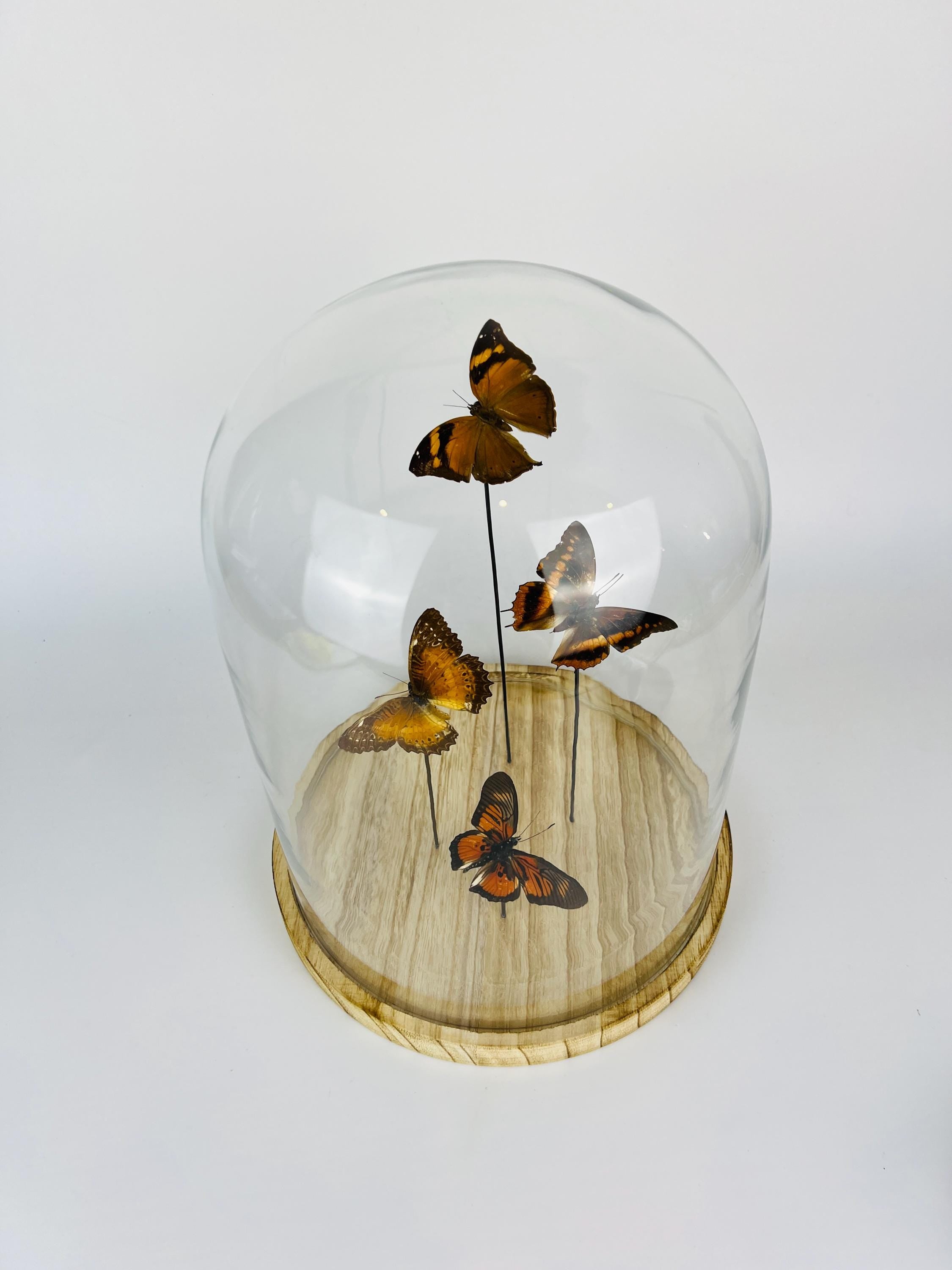 Doleschallia Bisaltide, Charaxes Cynthia, Cethosia Biblis, en Pseudacraea Clarkii in stolp