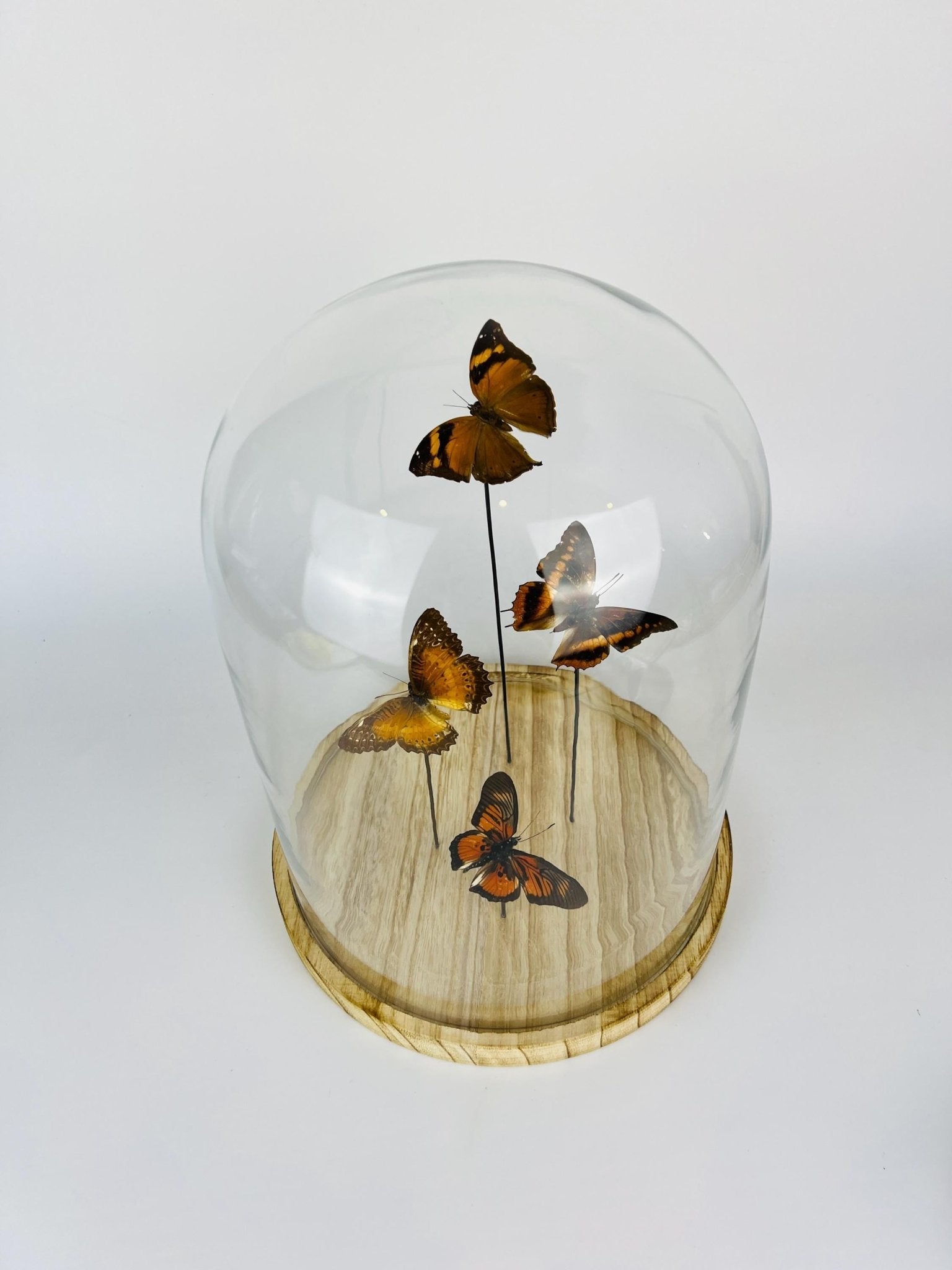 Doleschallia bisaltide, Charaxes cynthia, Cethosia biblis und Pseudacraea clarkii im Glas von KEY LIME STORE