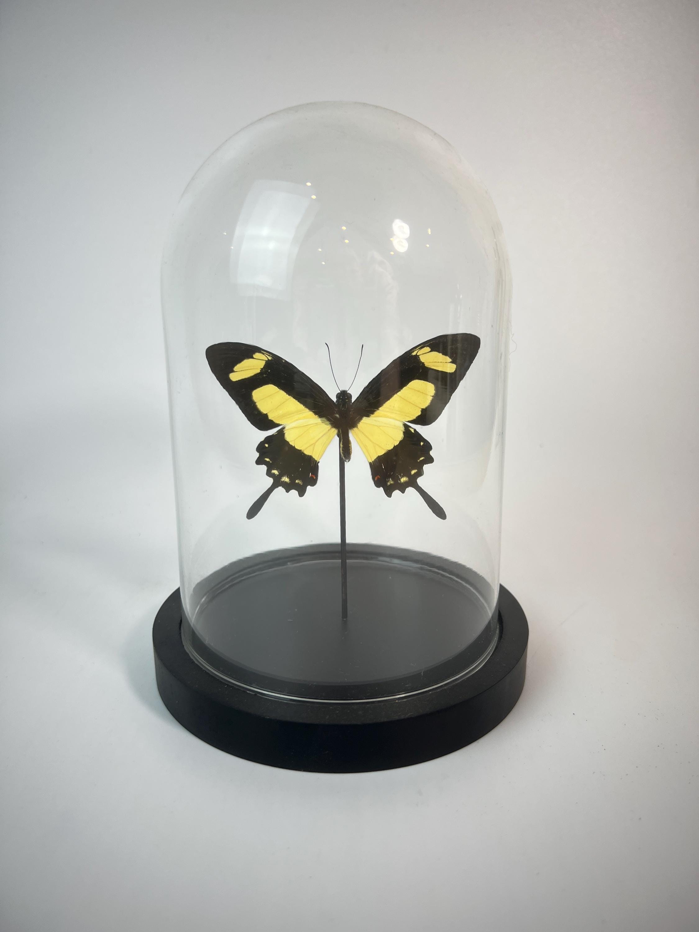 Echte vlinder | Papilio Torquatus in stolp (17x13cm)