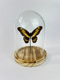 Graphium Latreillanus Theorini in einer Glasglocke von KEY LIME STORE