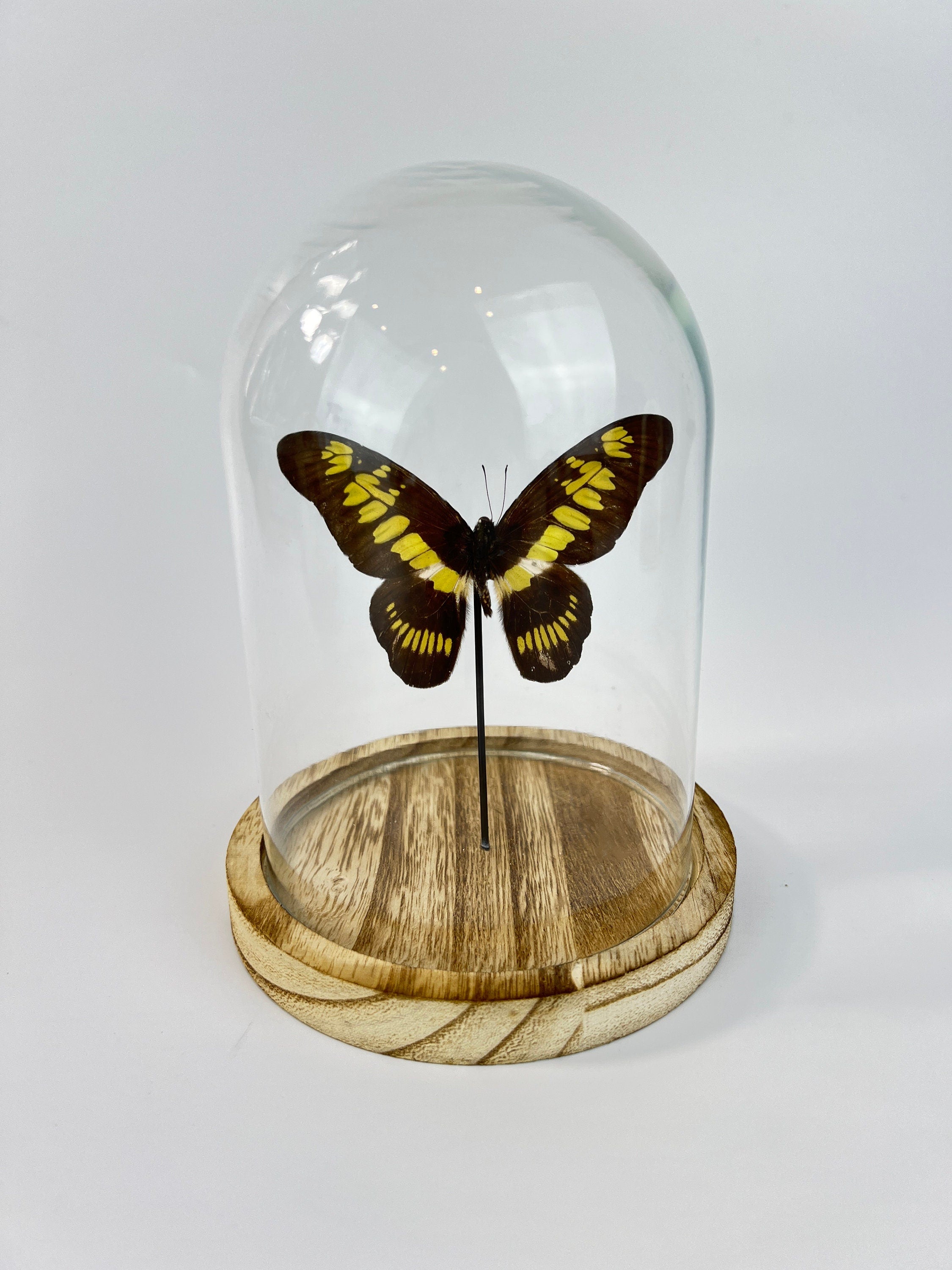 Echte vlinder | Graphium Latreillanus Theorini in stolp (17x13cm)