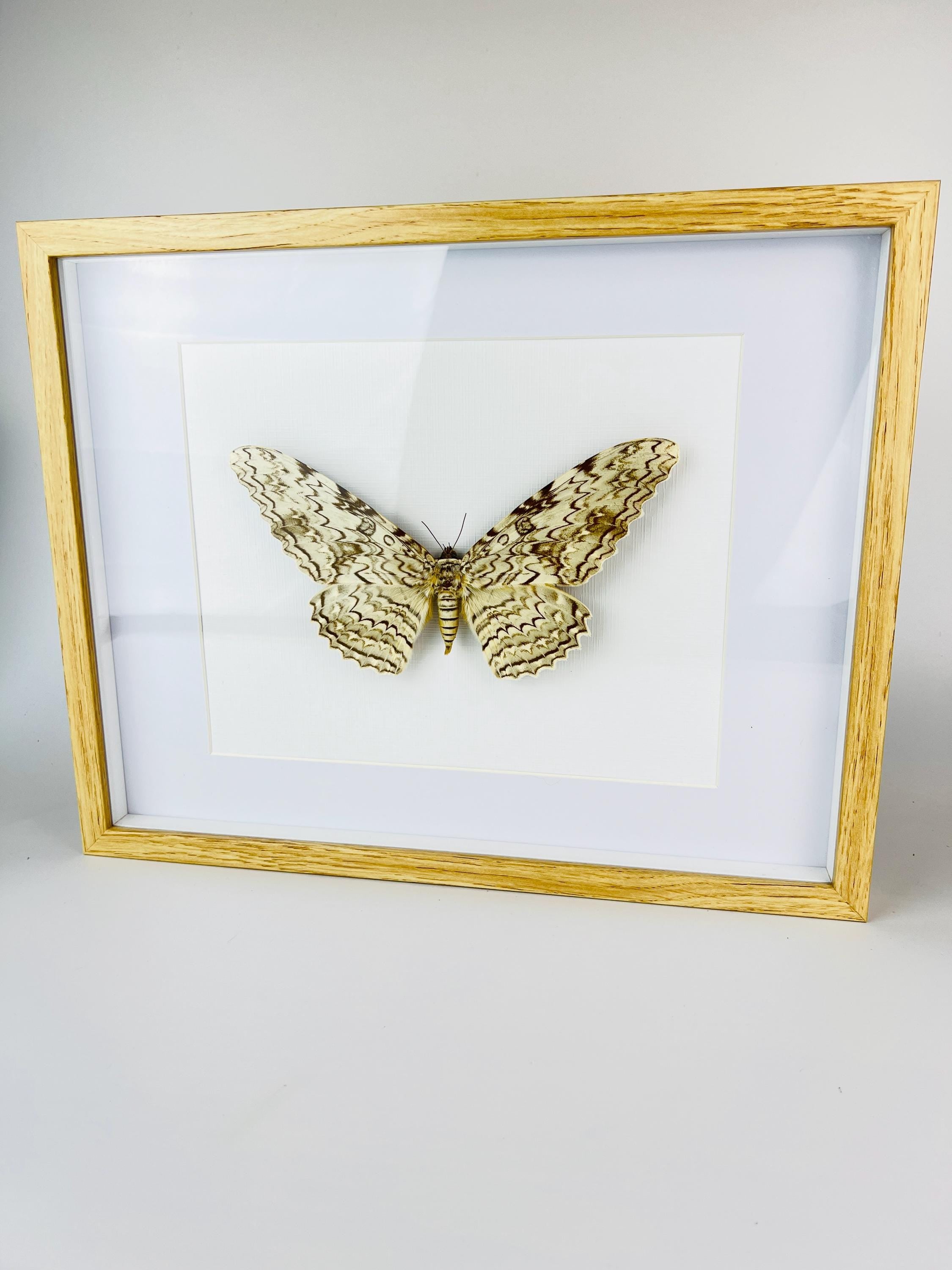Antieke Thysania Agrippina Mot uit 1968 in lijst (White Witch Moth / Ghost Moth / Great Owlet Moth)