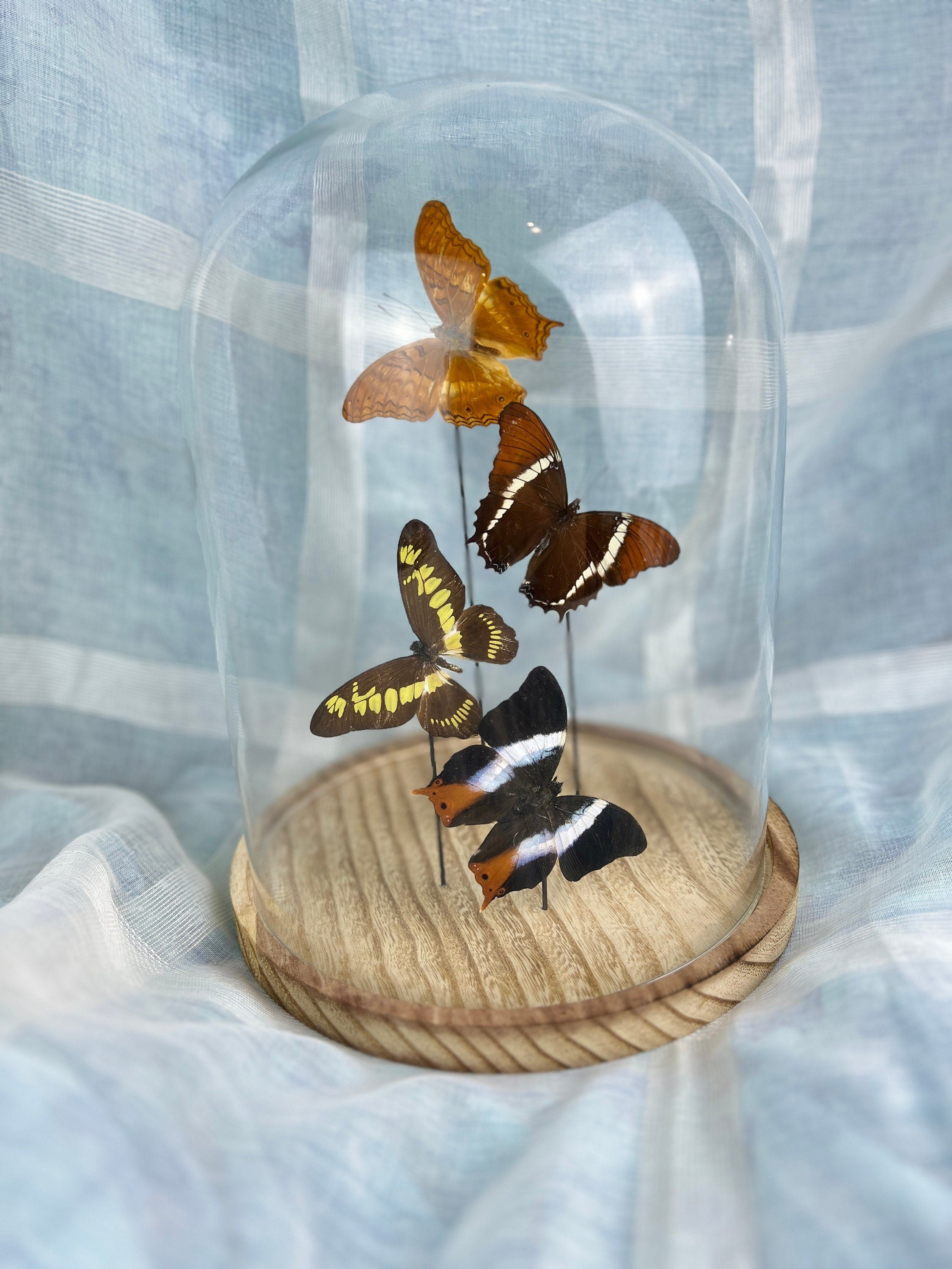 Mix vlinders in stolp