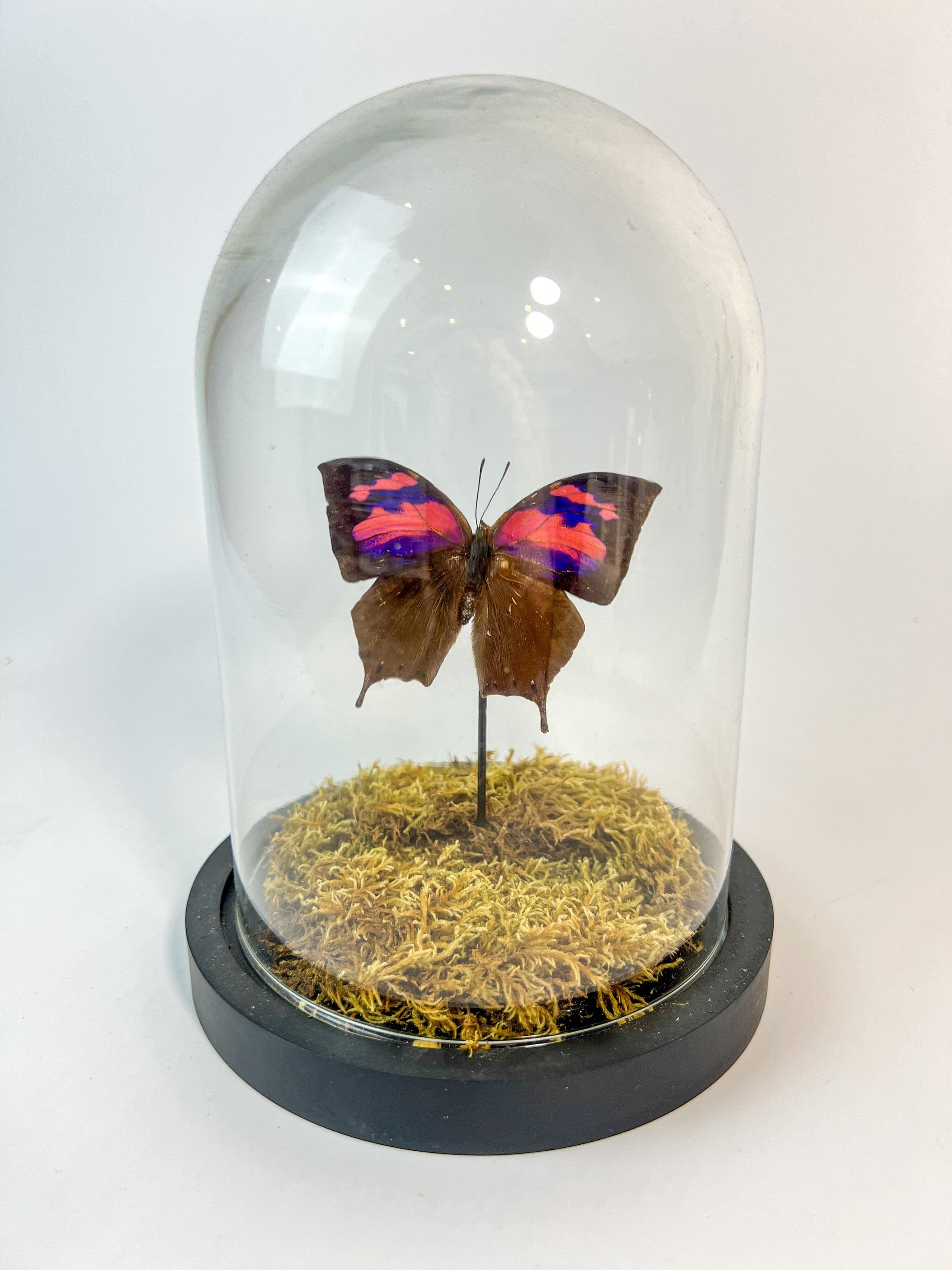 Real butterfly Anaea Nessus in nature dome