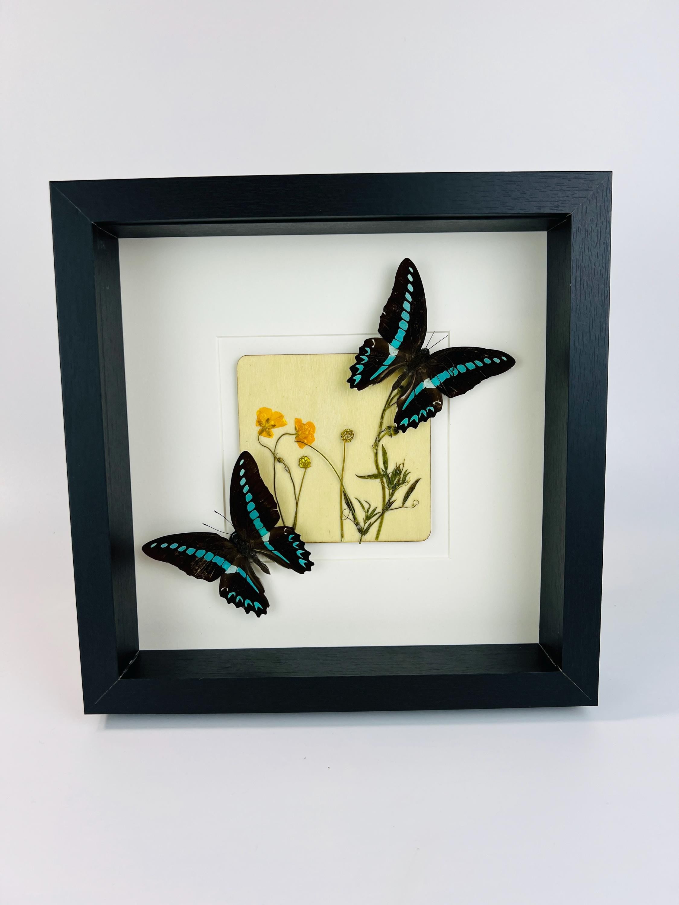 Graphium Sarpedon en Wildflower in lijst