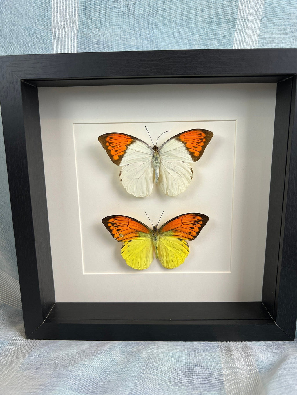 „Hebomoia Glaucippe“ und „Hebomoia Leucippe“ im Rahmen von KEY LIME STORE