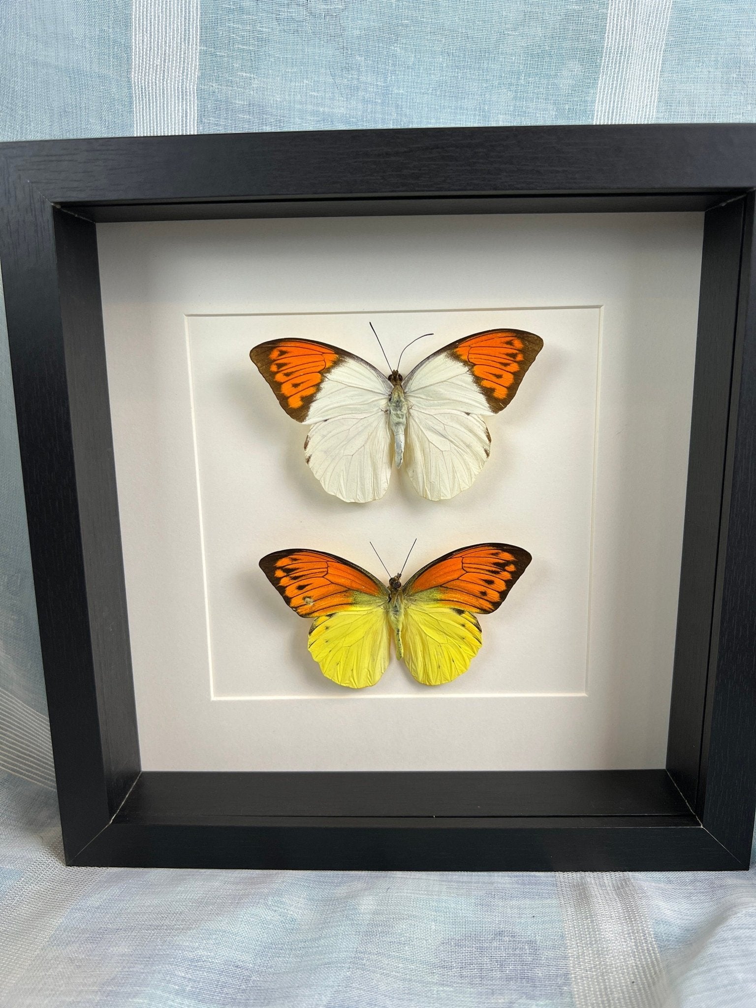 „Hebomoia Glaucippe“ und „Hebomoia Leucippe“ im Rahmen von KEY LIME STORE